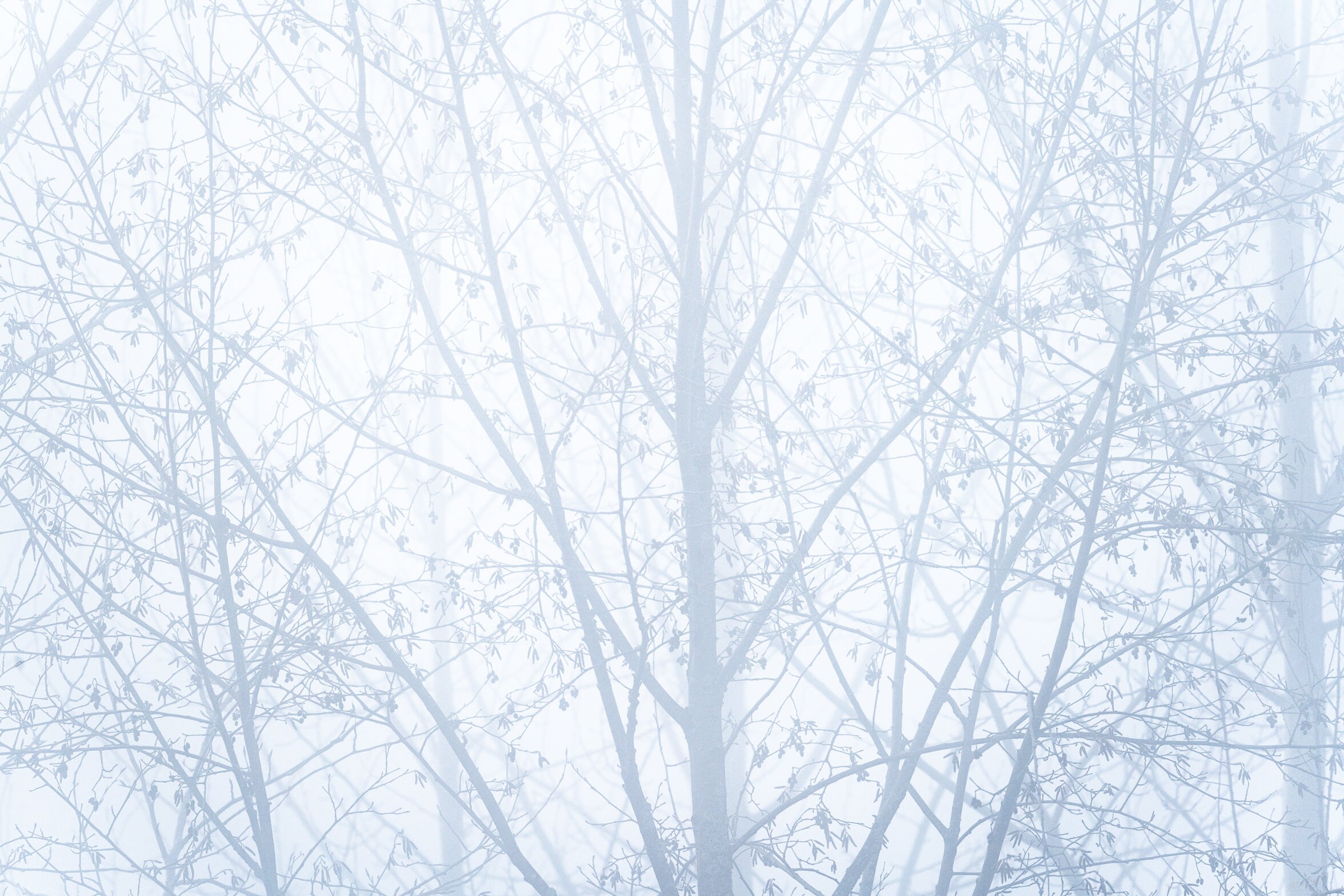 Light and Shadow Winter Trees Fog Foggy Wall Art