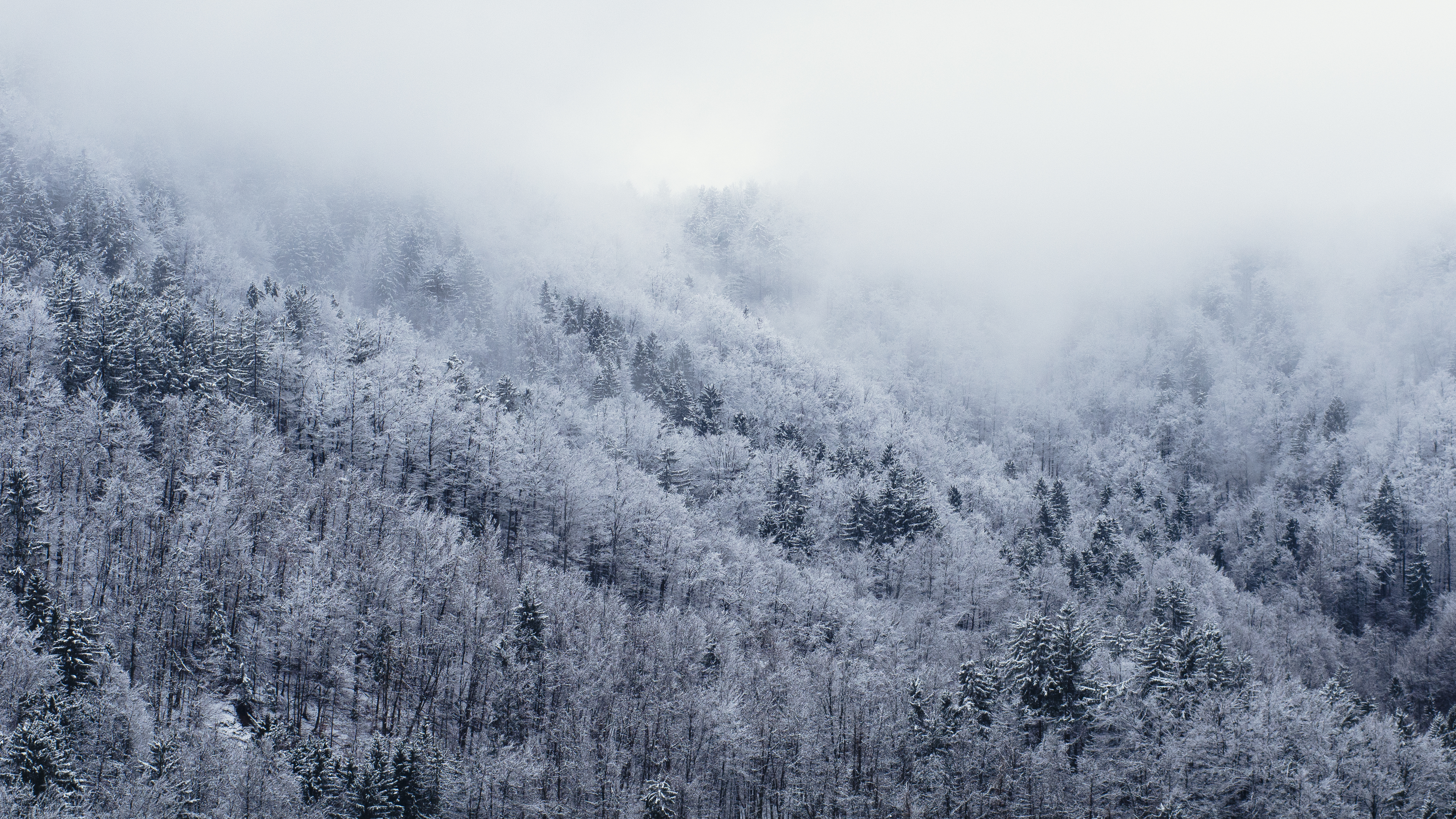 Free Image, tree, nature, forest, branch, snow, cold, winter, fog, mist, white, morning, frost, mountain range, weather, season, trees, freezing, atmospheric phenomenon, woody plant, mountainous landforms 4928x2772