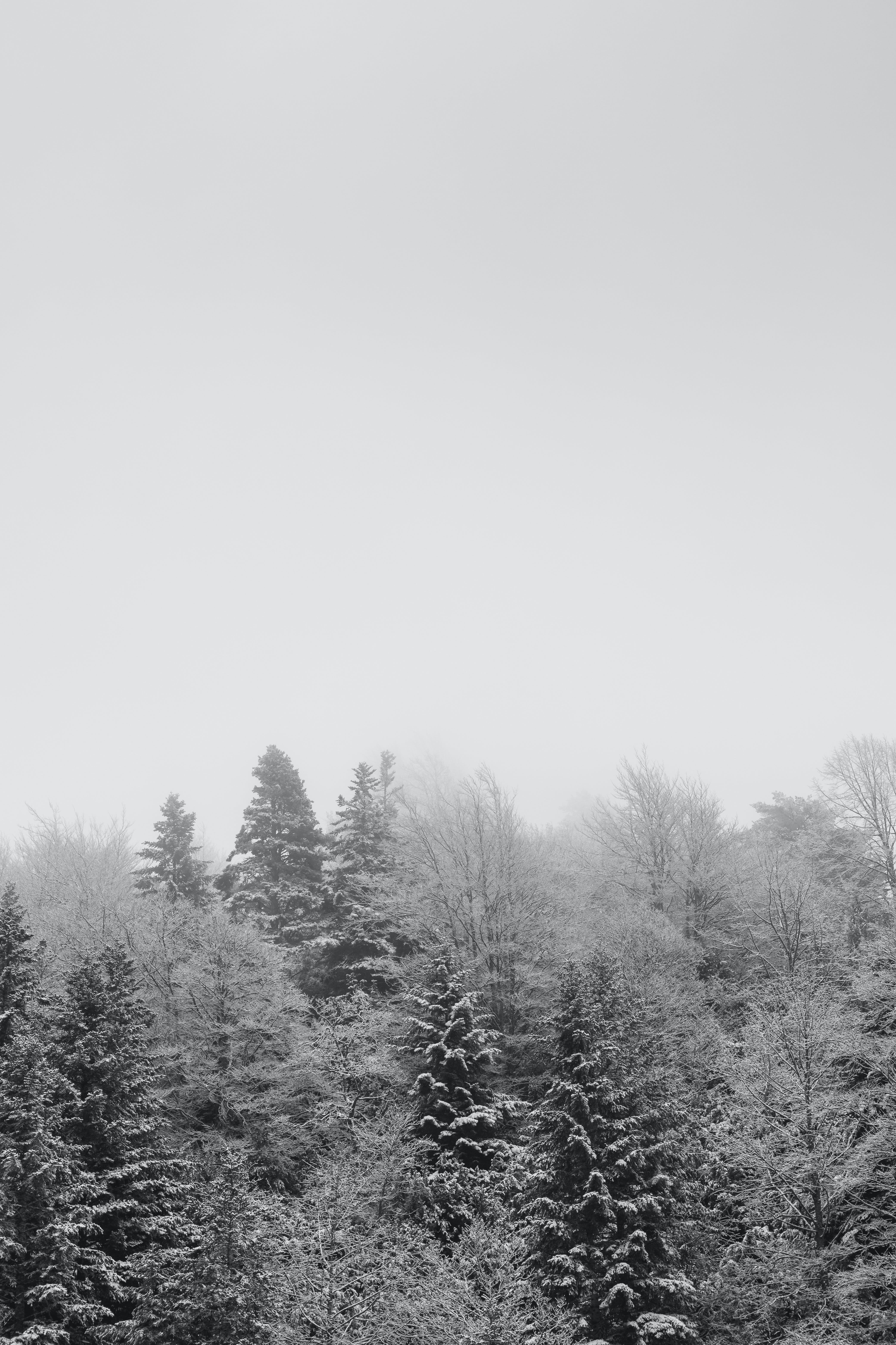 Fog over Forest in Winter · Free