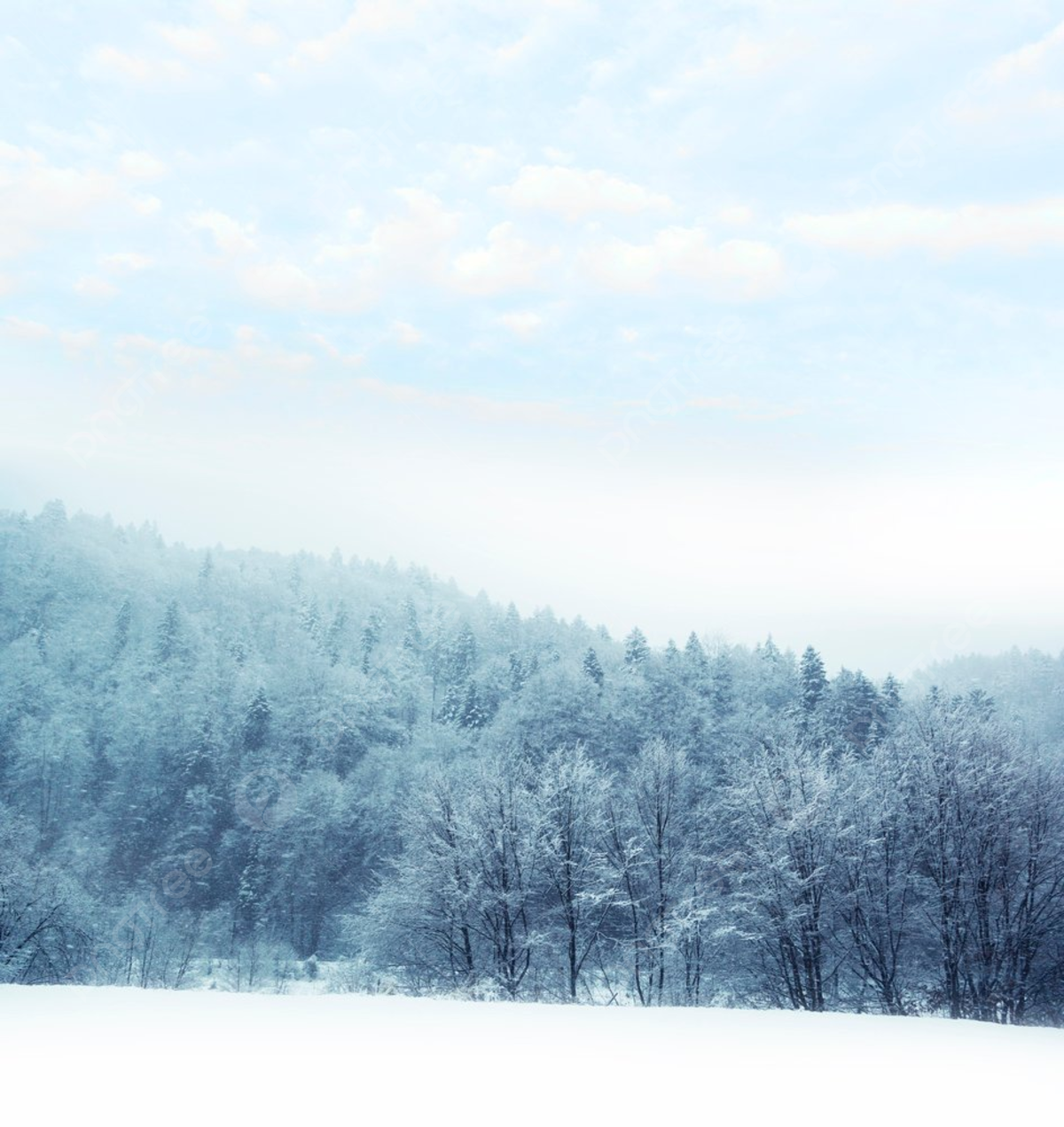 Winter Landscape Forest In The Mountains Foggy Day Photo Background And Picture For Free Download