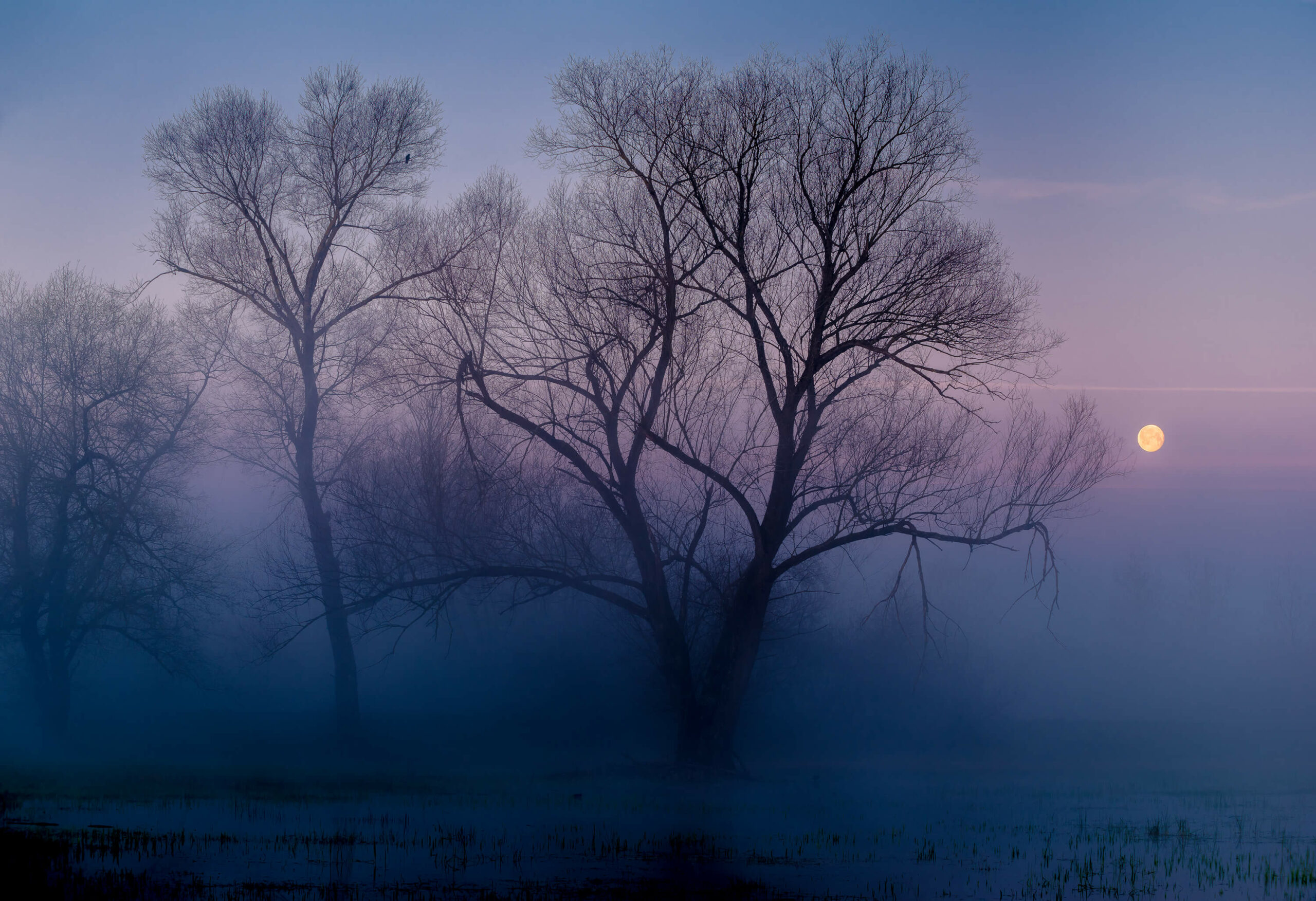 Foggy forest wallpaper affordable wallpaper foggy forest online