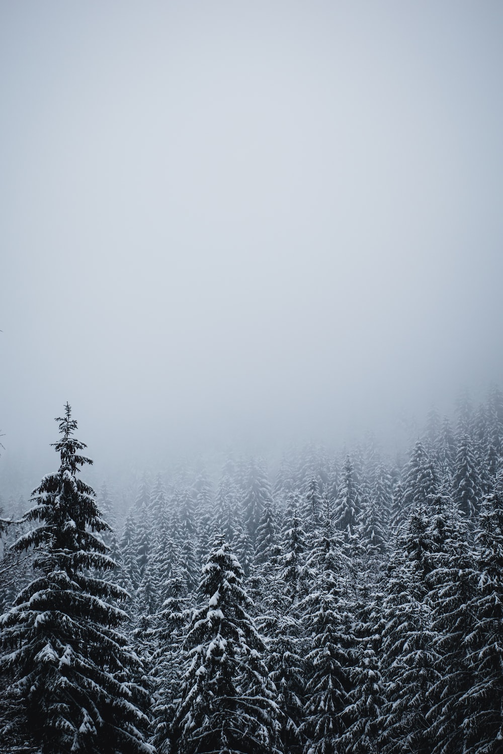 A group of trees covered in snow on a foggy day photo