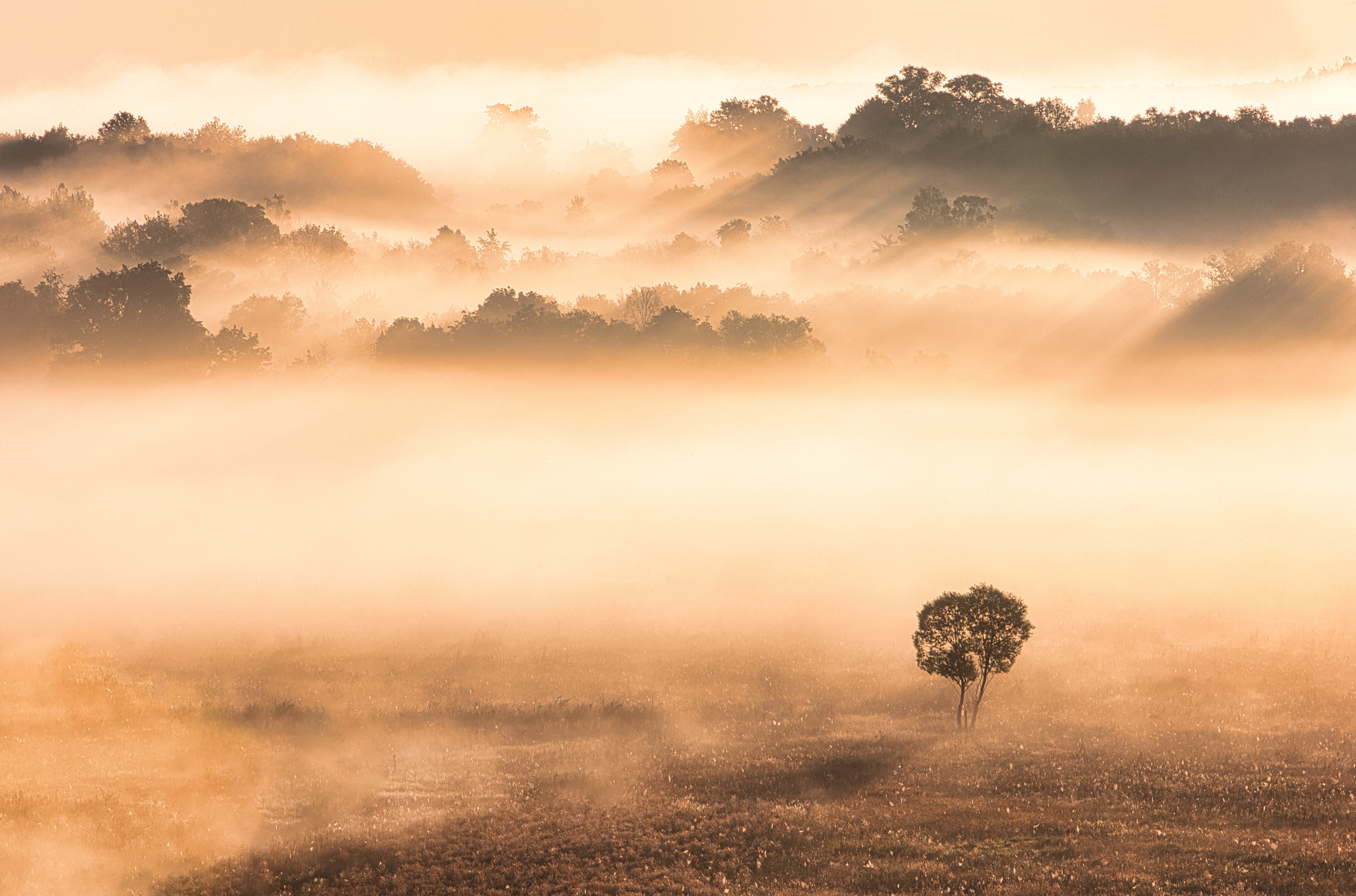 Fog HD Wallpaper and Background