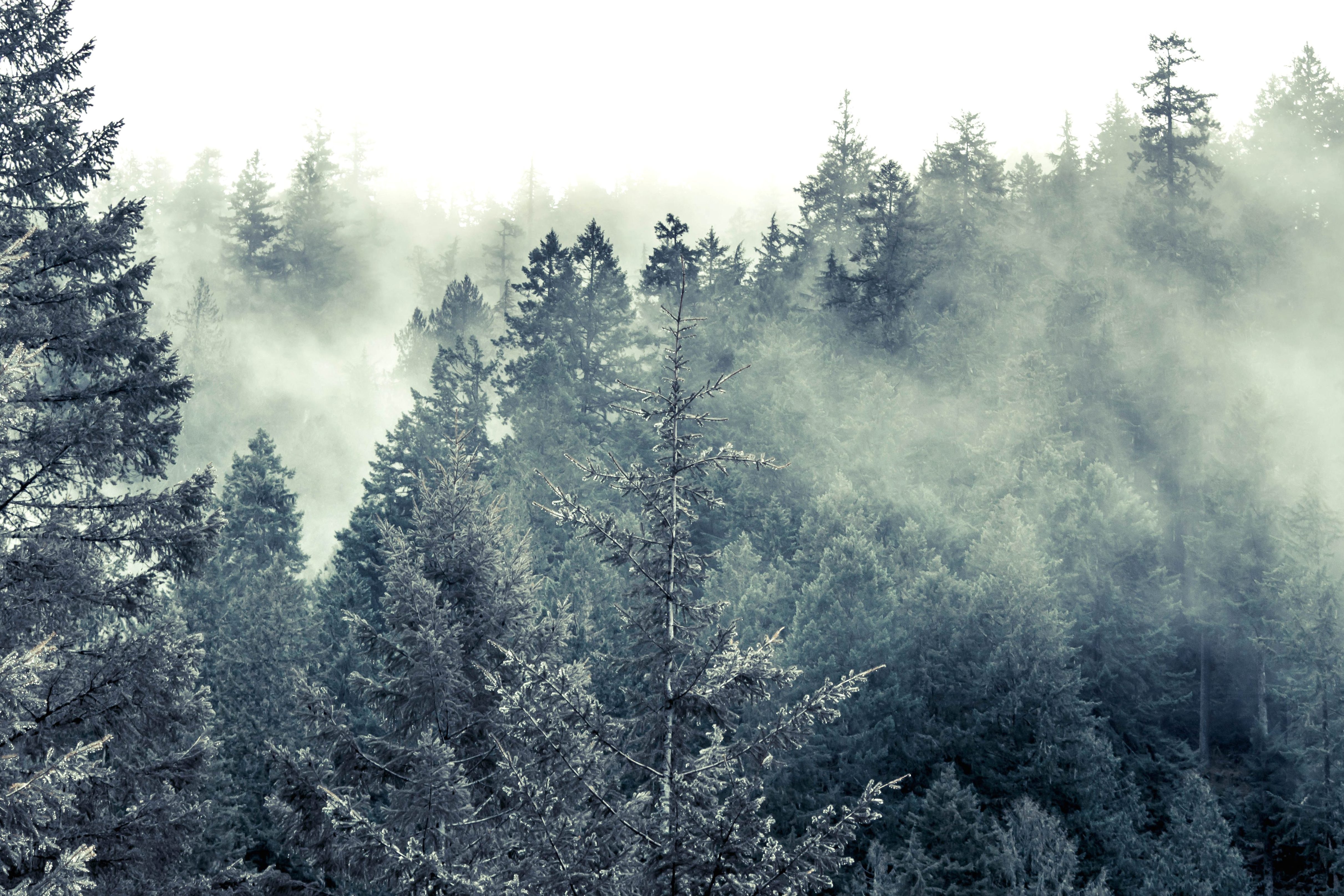 Free picture: cold, fog, snow, wood, tree, winter, landscape, sky, forest