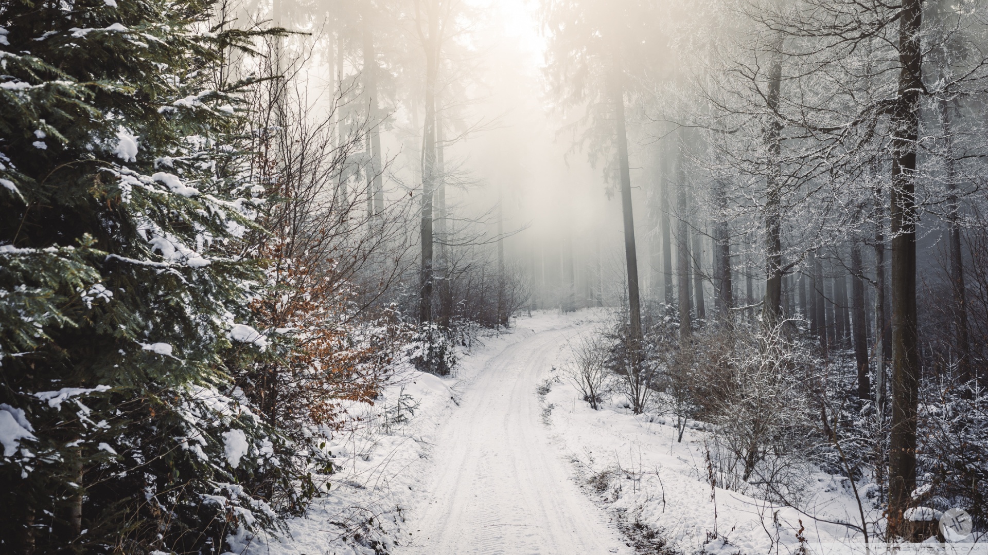 Winter, Trees, Forest, Snow, Path Ultra HD Desktop Background Wallpaper for 4K UHD TV, Widescreen & UltraWide Desktop & Laptop, Tablet