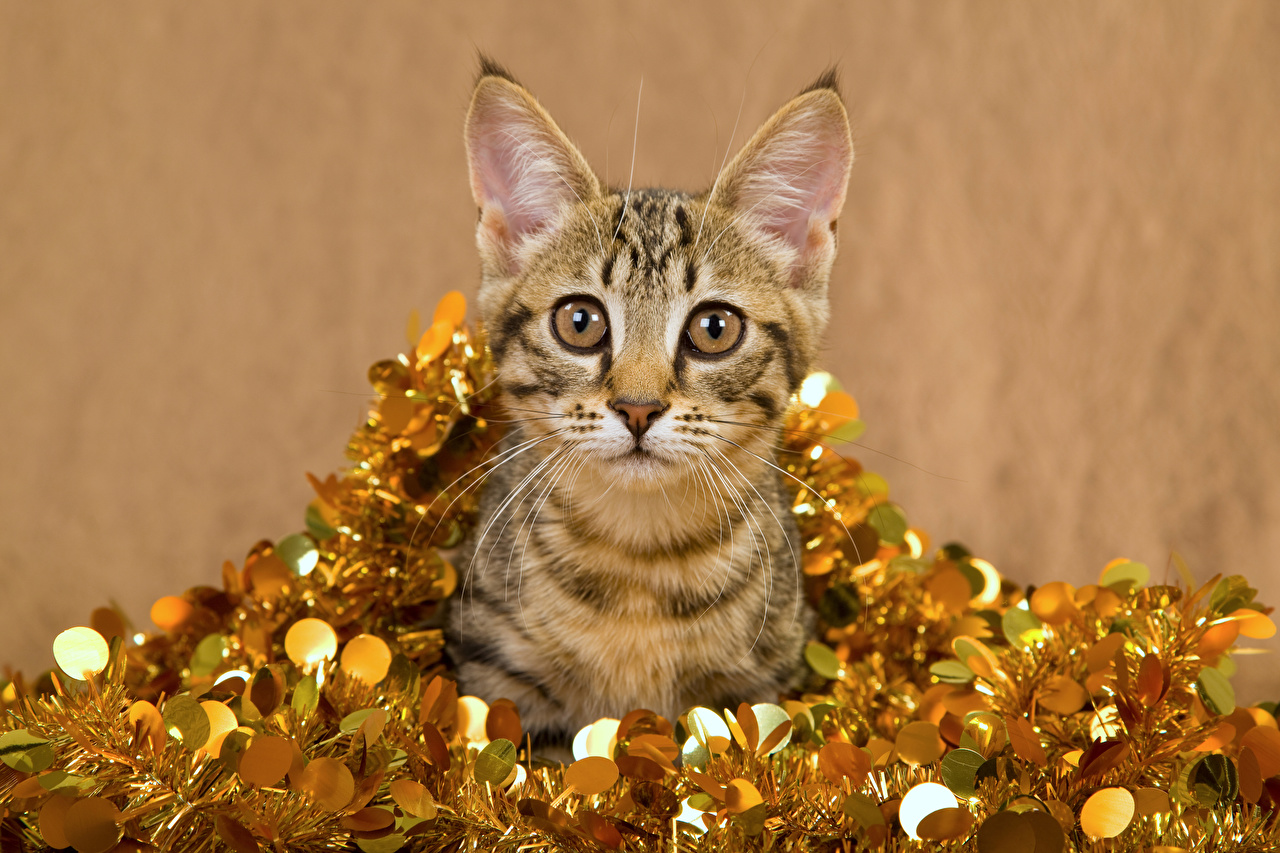 Photo Cats New year Snout Fairy lights animal