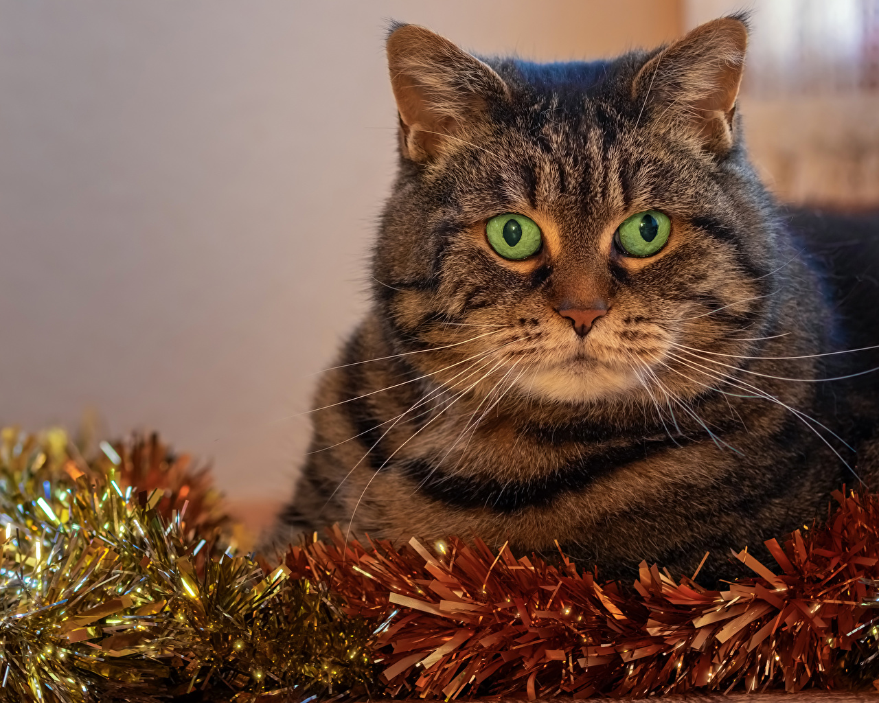 Image cat New year Snout animal