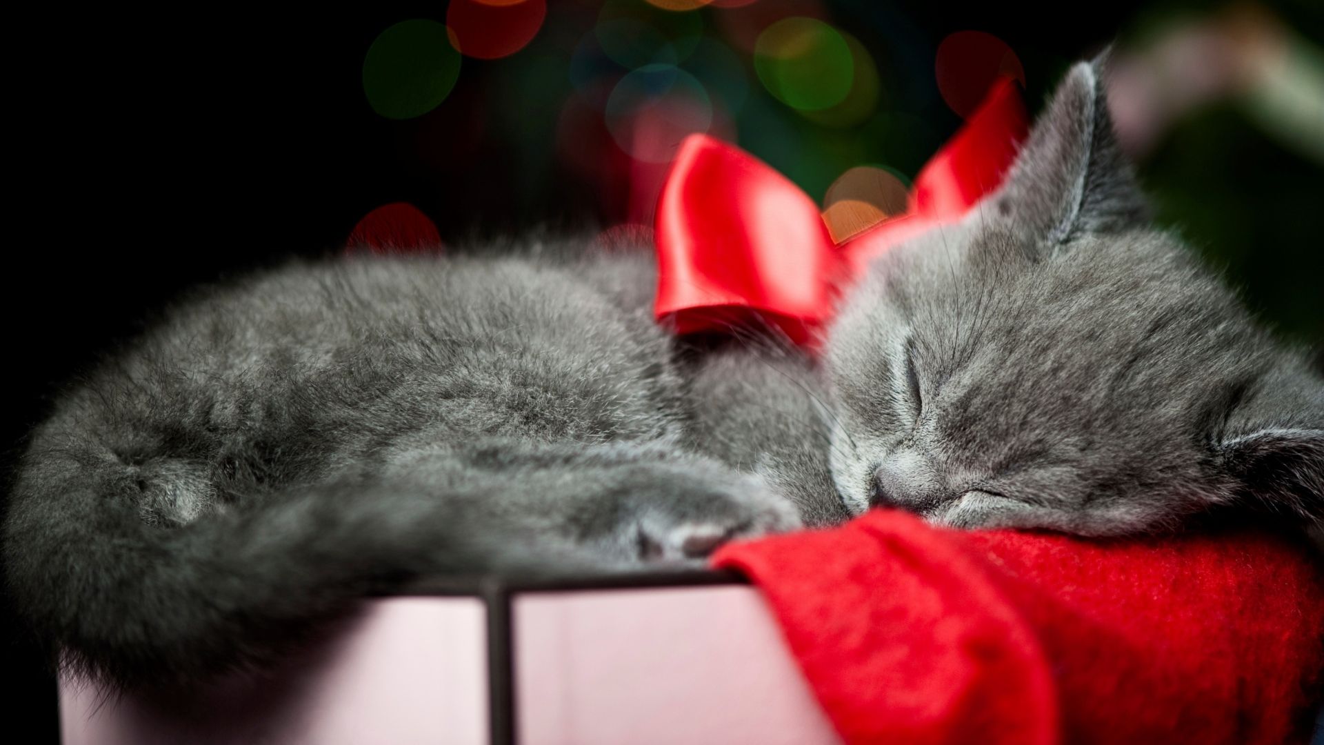 Desktop Wallpaper New Year, Christmas Cat, HD Image, Picture, Background, Jviwfv