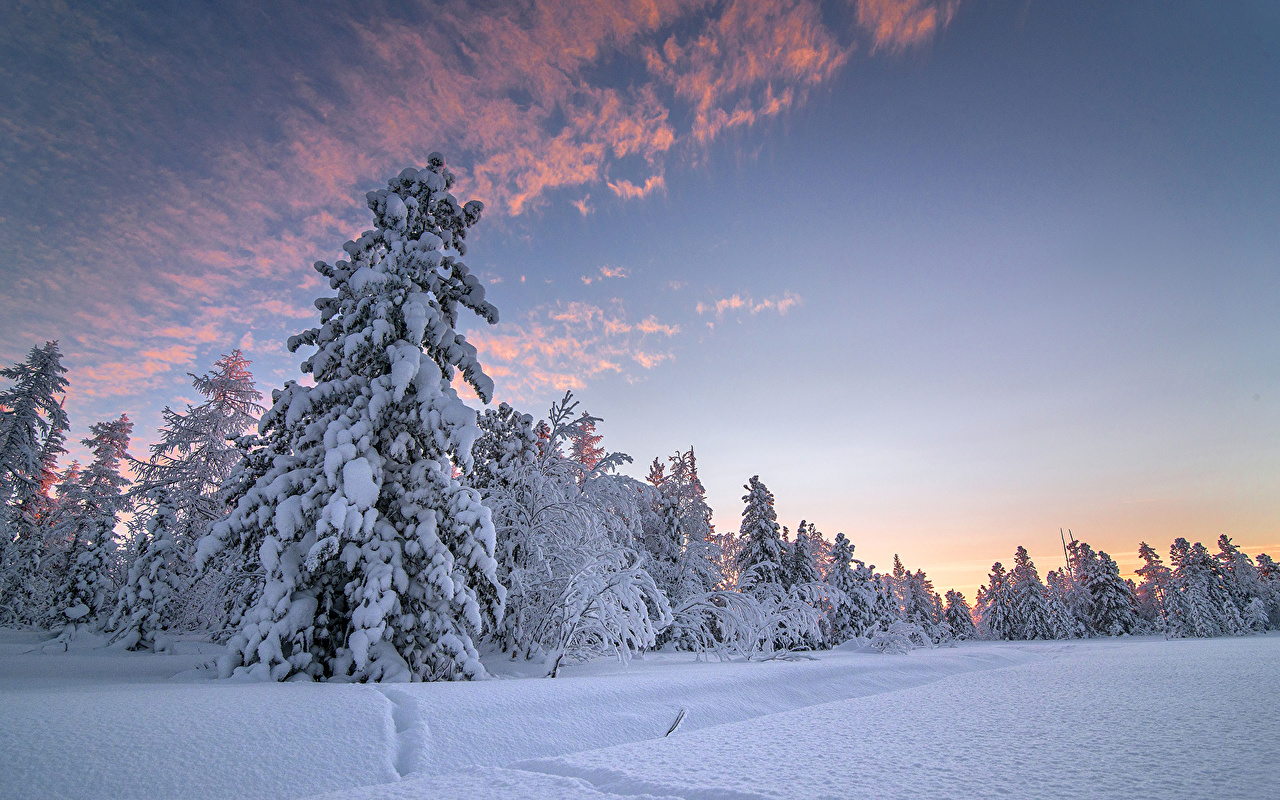 Desktop Wallpaper Winter Spruce Nature Sky Snow