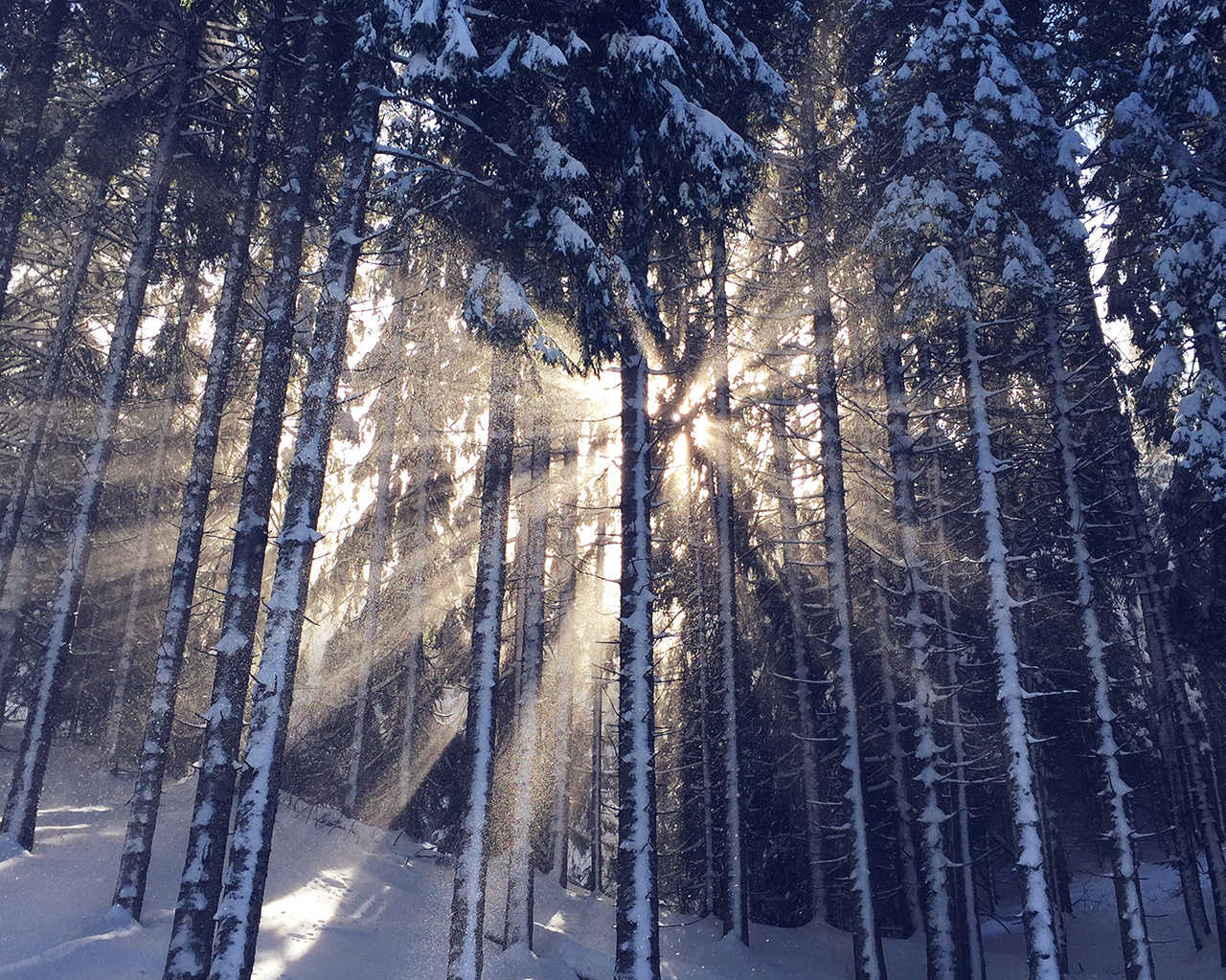 Wood Snow Winter Light Sun Nature Blue
