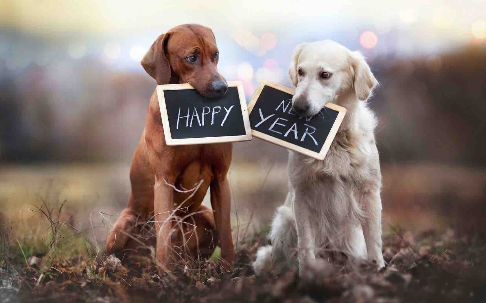 Happy New Year Cute Dogs 1680×1050 Wide Wallpaper.net_1680x Means Sit Cleveland Akron