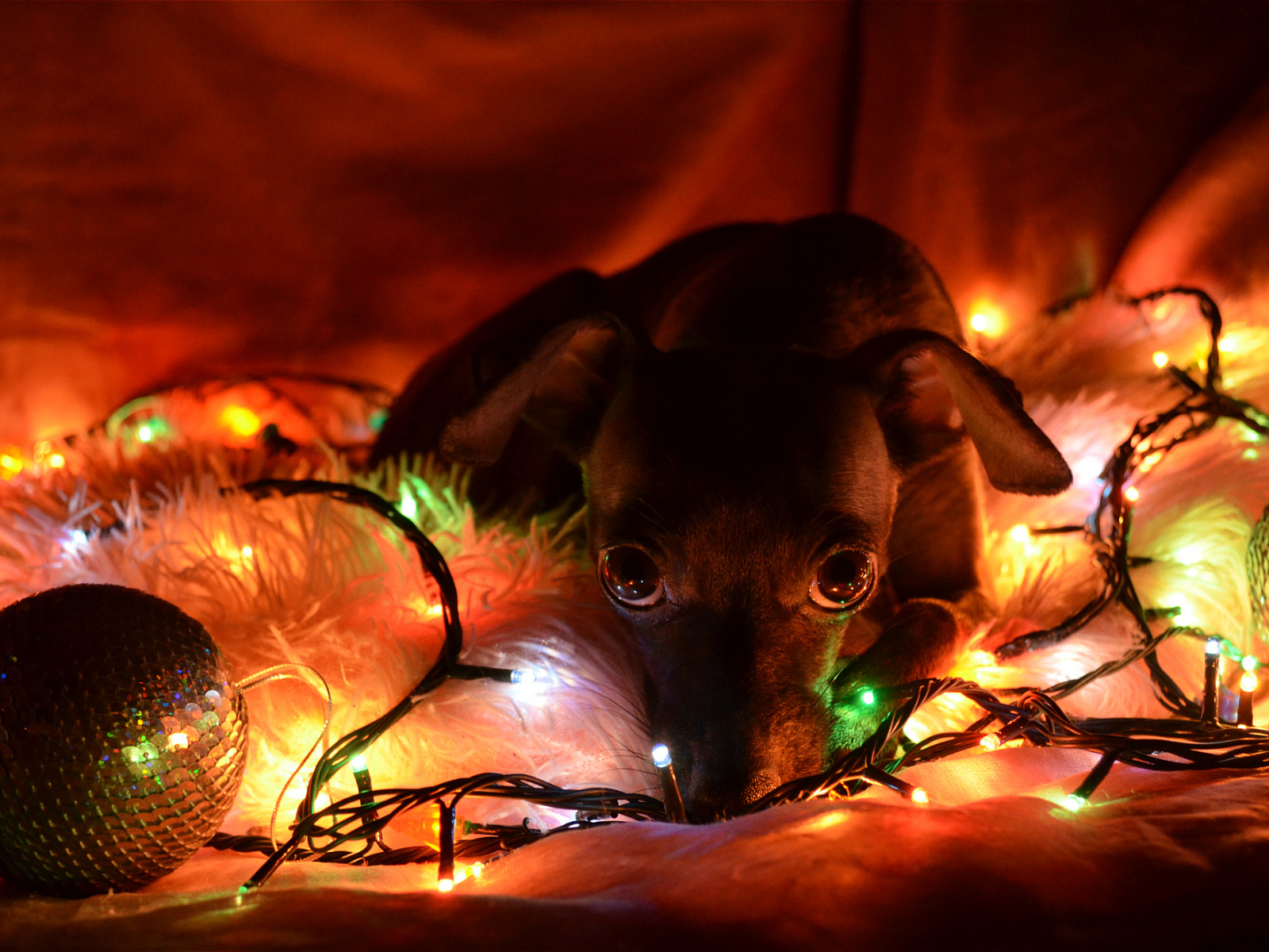 Download wallpaper hope, lights, sadness, new year, dog, section dog in resolution 1600x1200