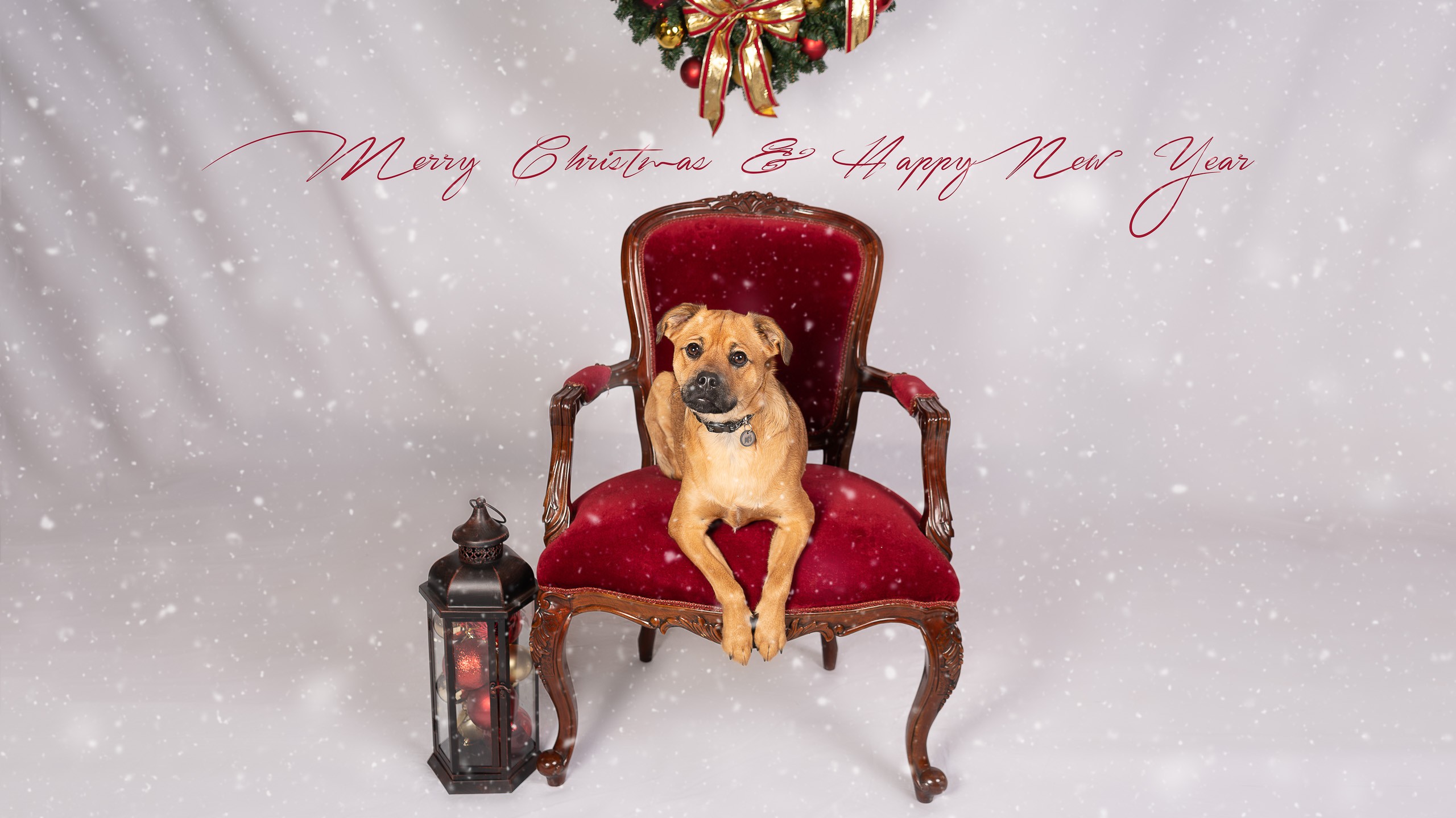 Christmas pet pawtraits