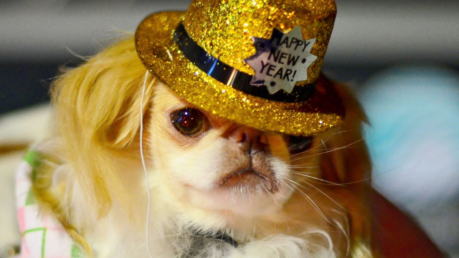 New Year's Eve a Bad Night for Pet ER Visits