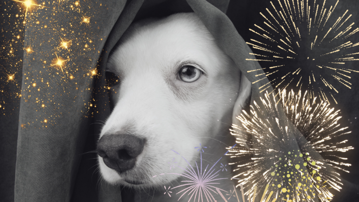 Fireworks. Help your dog through this difficult. by Freya V. Locke. The Fun Not Fear® Journal. Oct, 2023