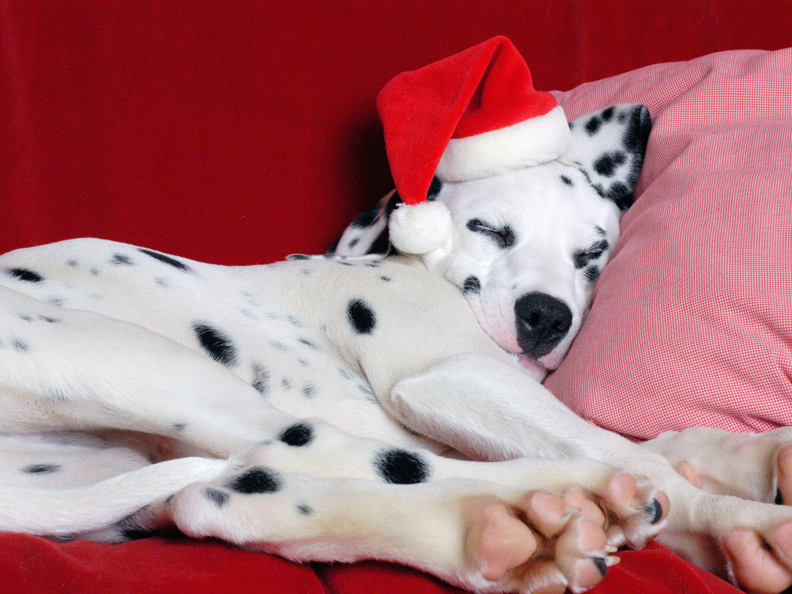 New Year Dalmatian dog photo and wallpaper. Beautiful New Year Dalmatian dog picture