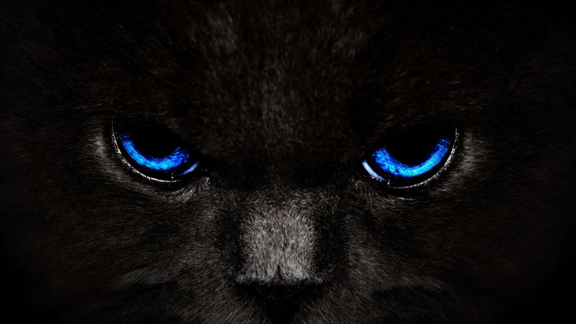 Download Glowing Cat Eyes Wallpaper