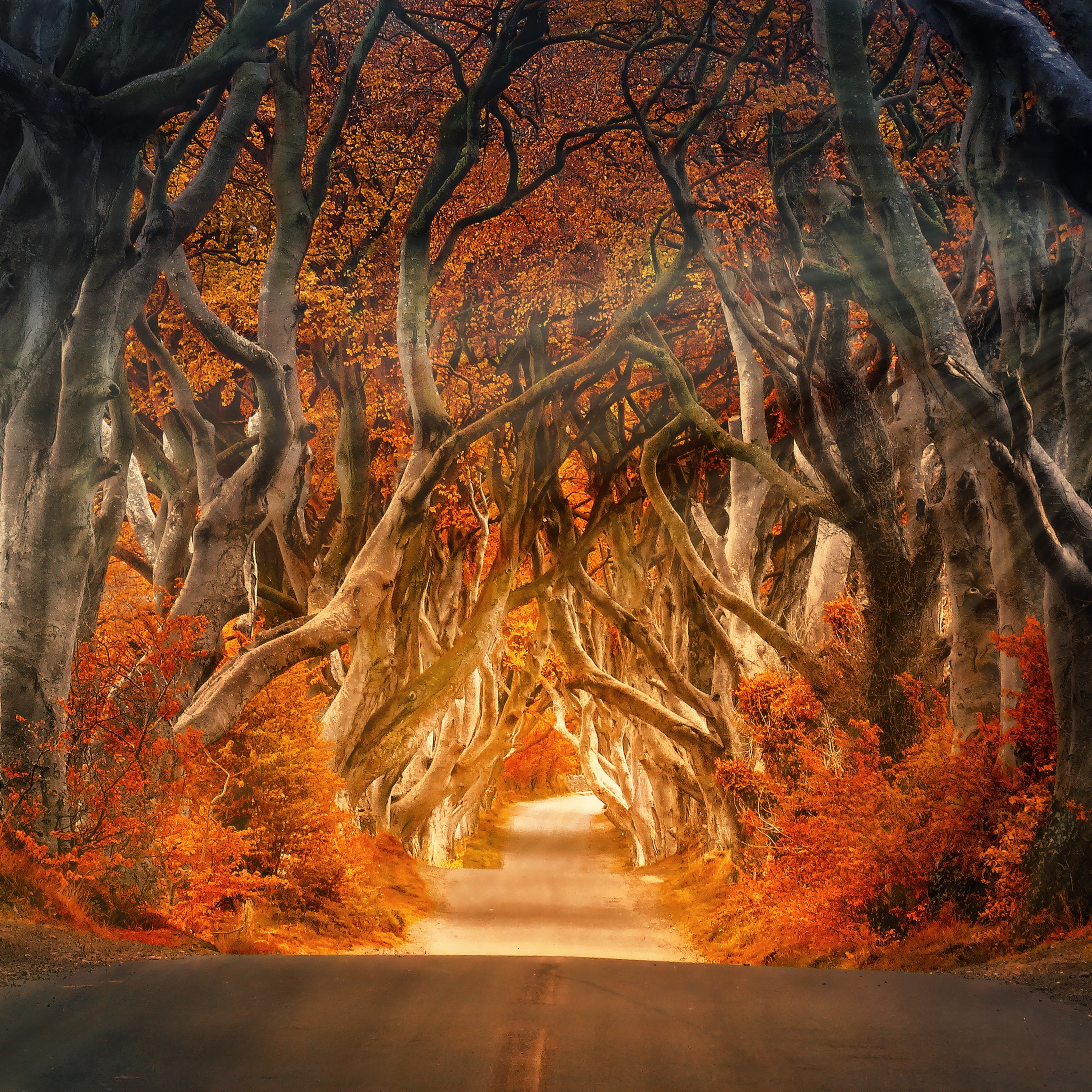 Forest Wallpaper 4K, Daylight, Road, Aesthetic, Autumn