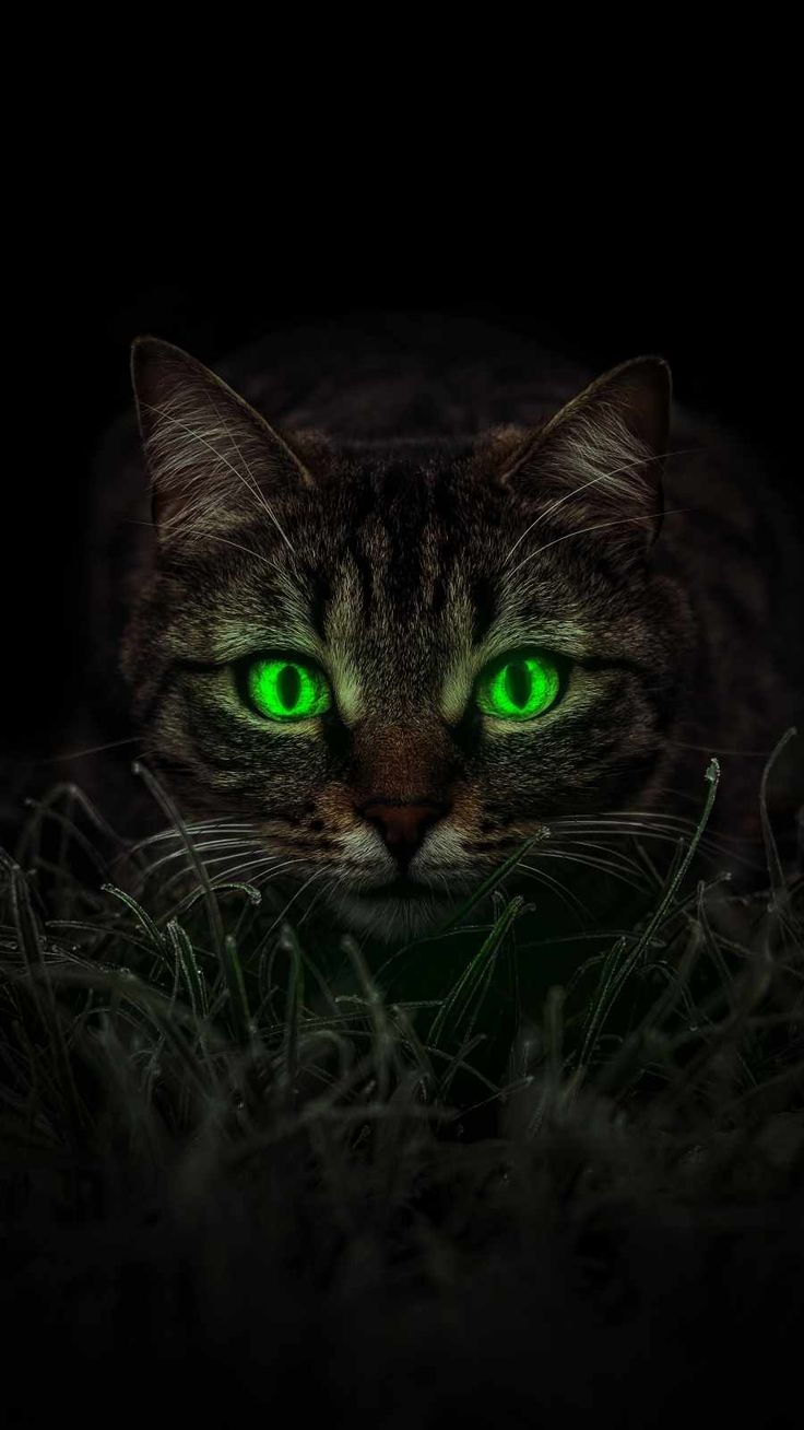 Cat Eyes iPhone Wallpaper Wallpaper. Cats, Cat aesthetic, Cat wallpaper