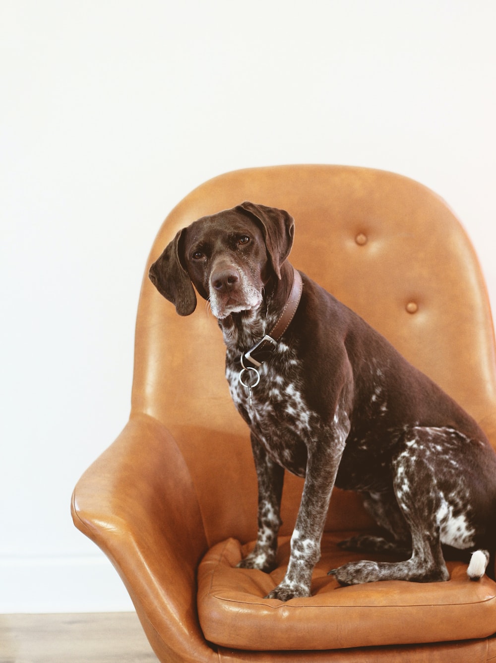 German Shorthaired Pointer Picture. Download Free Image