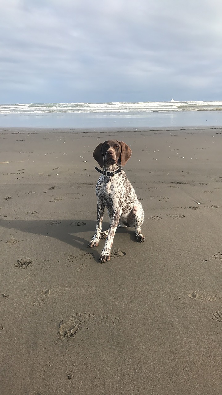 Gsp German Short Haired Pointer