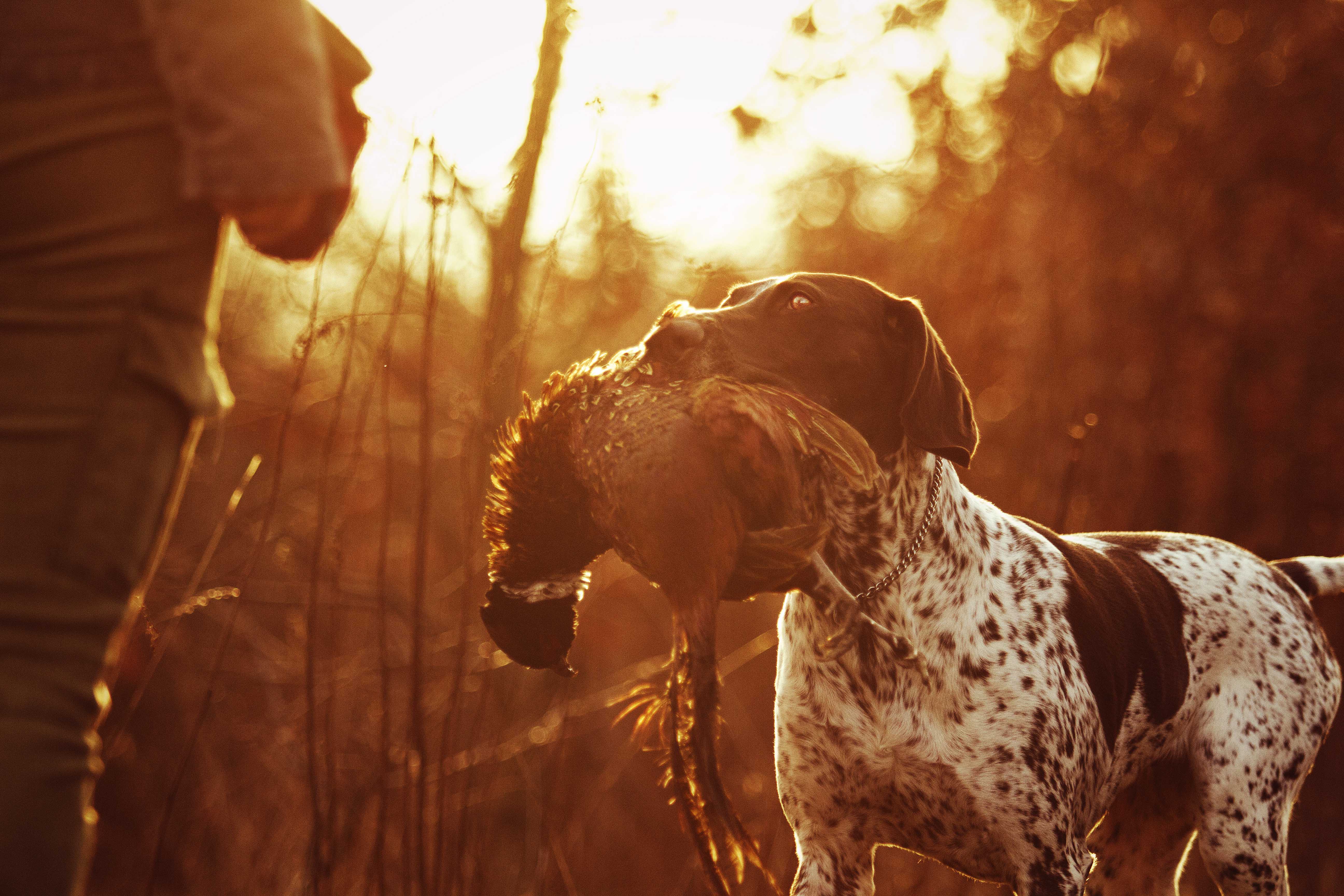 Hunting Dog Profile: The Beloved, Athletic German Shorthaired Pointer