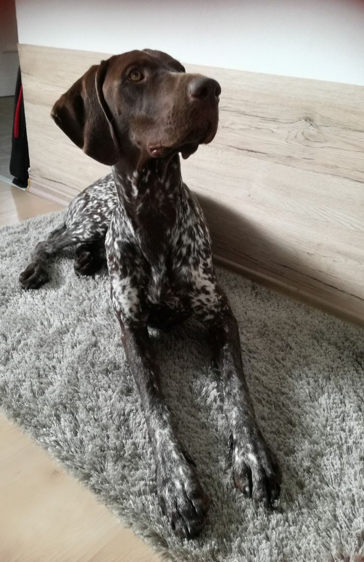 Dogs. German pointer puppy, German shorthaired pointer dog, Gsp dogs