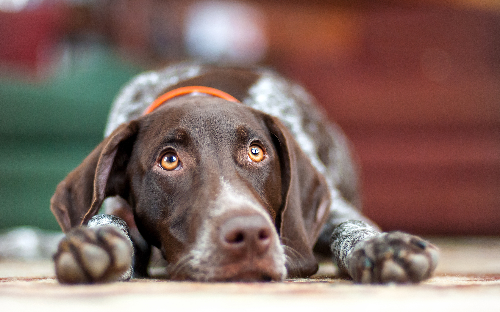 Months Old. The Little GSP