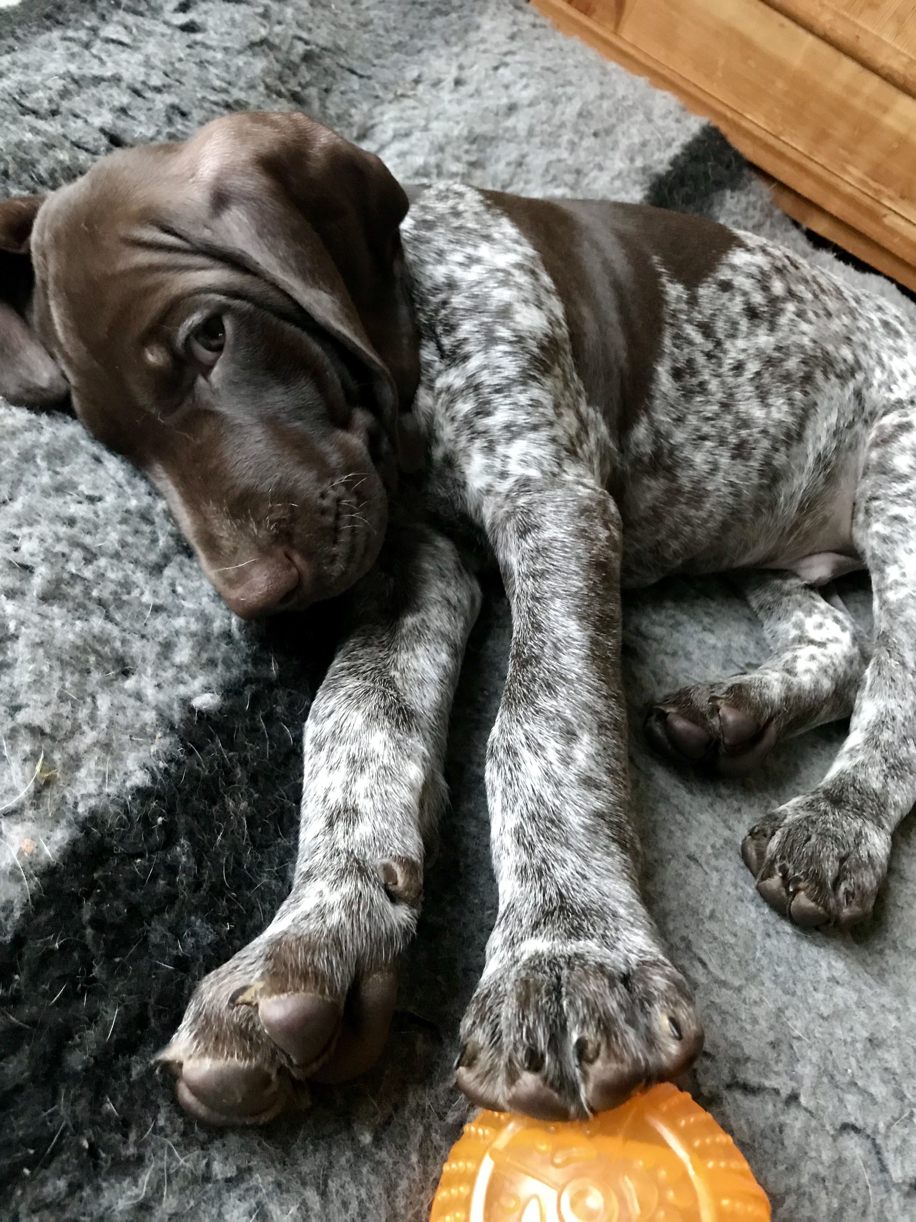 Bruno, 8 weeks German Shorthaired Pointer GSP #germanshorthairedpointer #gsp #puppy #vorsteh. Pointer puppies, Gsp puppies, Dogs