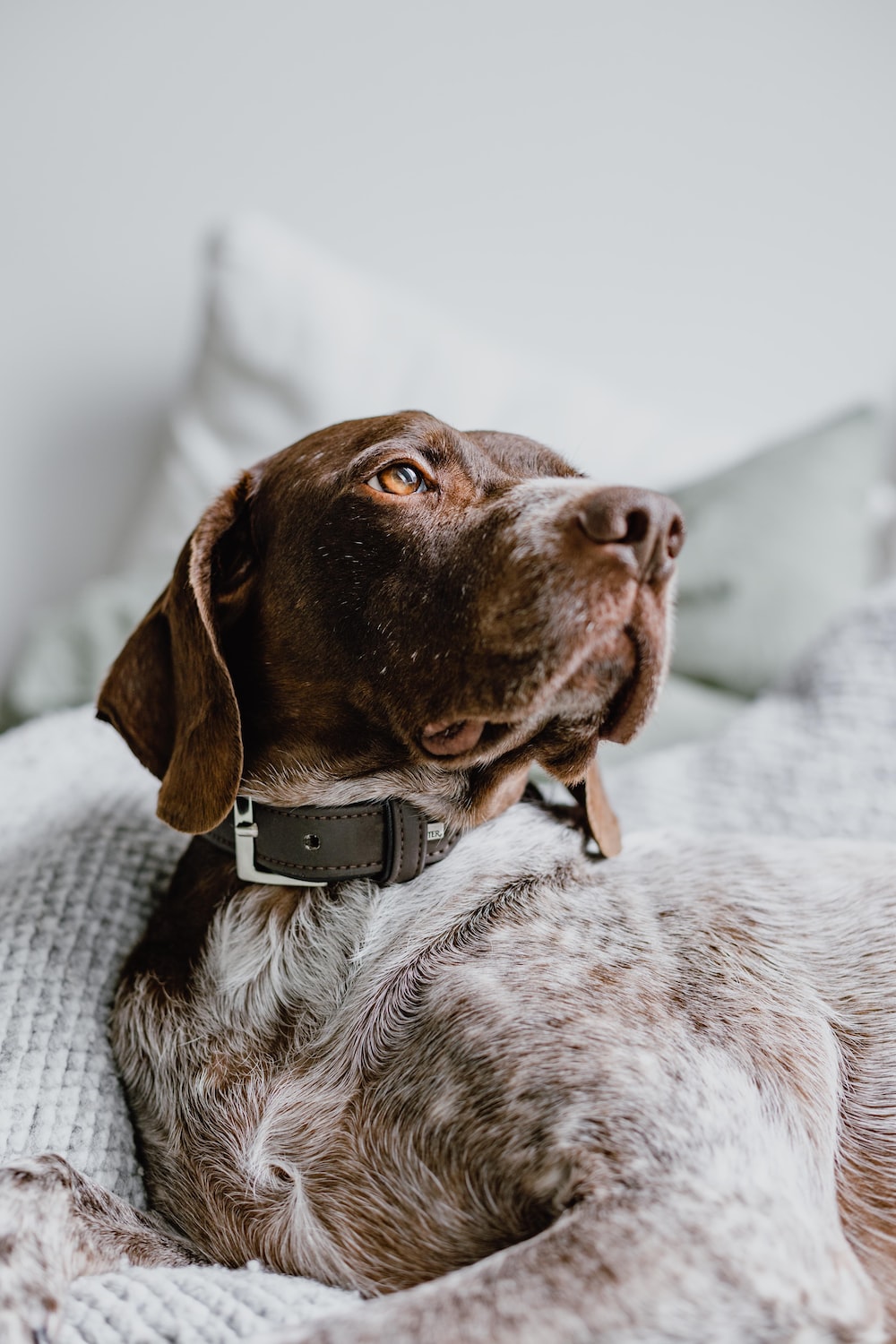 German Shorthaired Pointer Picture. Download Free Image