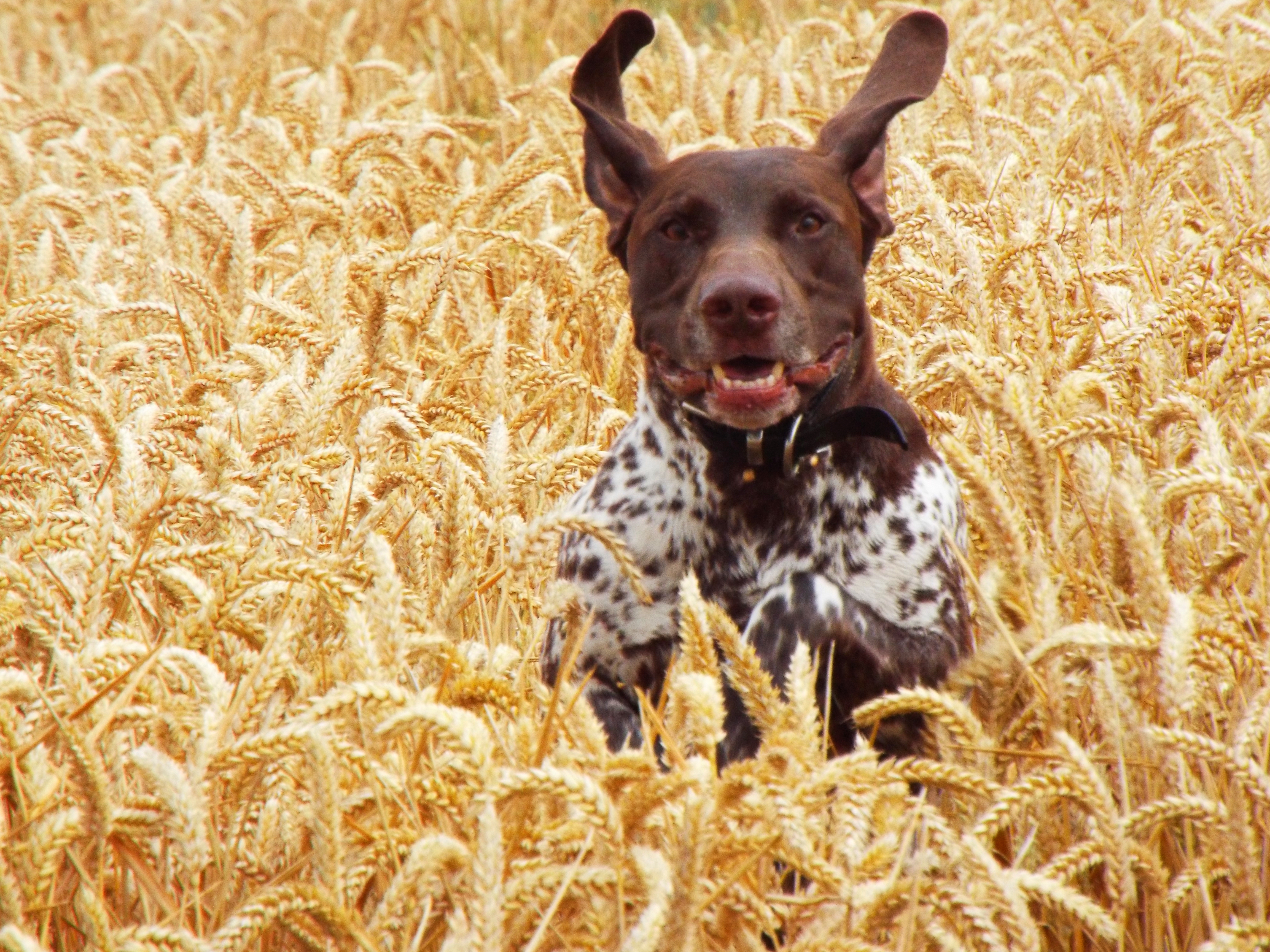 Wallpaper, wild, dog, brown, white, dogs, field, happy, pointer, Free, running, German, shorthair, baxter, gsp, shorthaired, germanshorthairedpointer 4608x3456