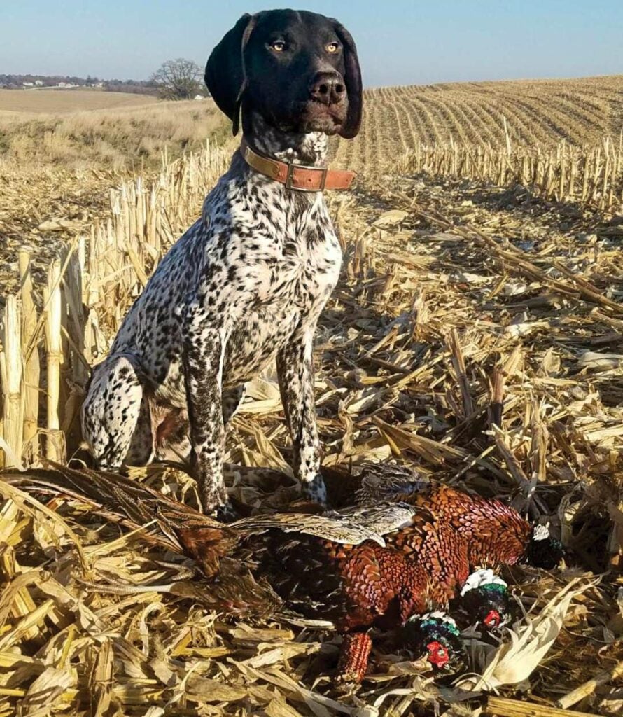 A Hunting Dog's First Year in the Field. Field & Stream