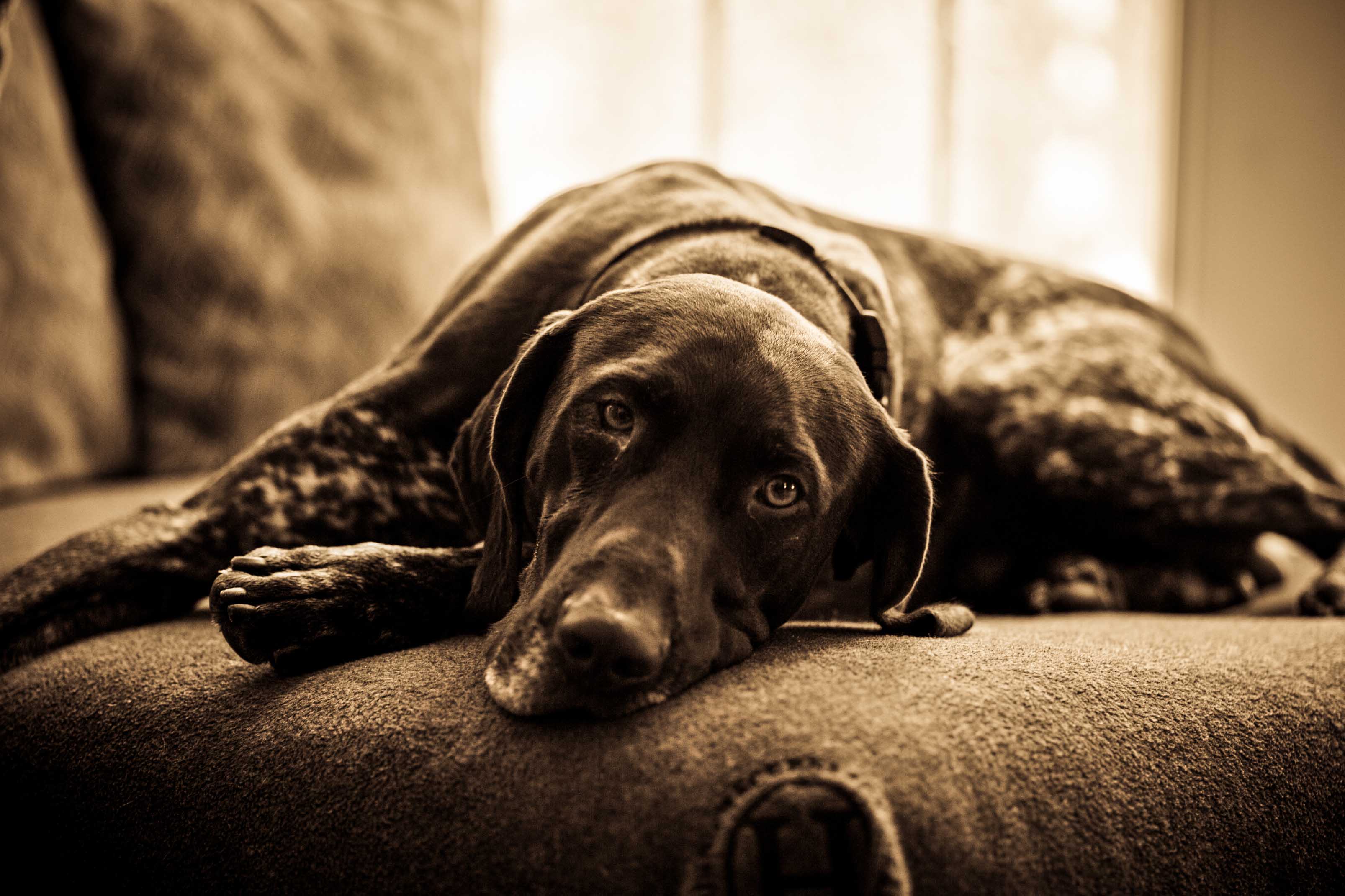 Hunting Dog Profile: The Beloved, Athletic German Shorthaired Pointer