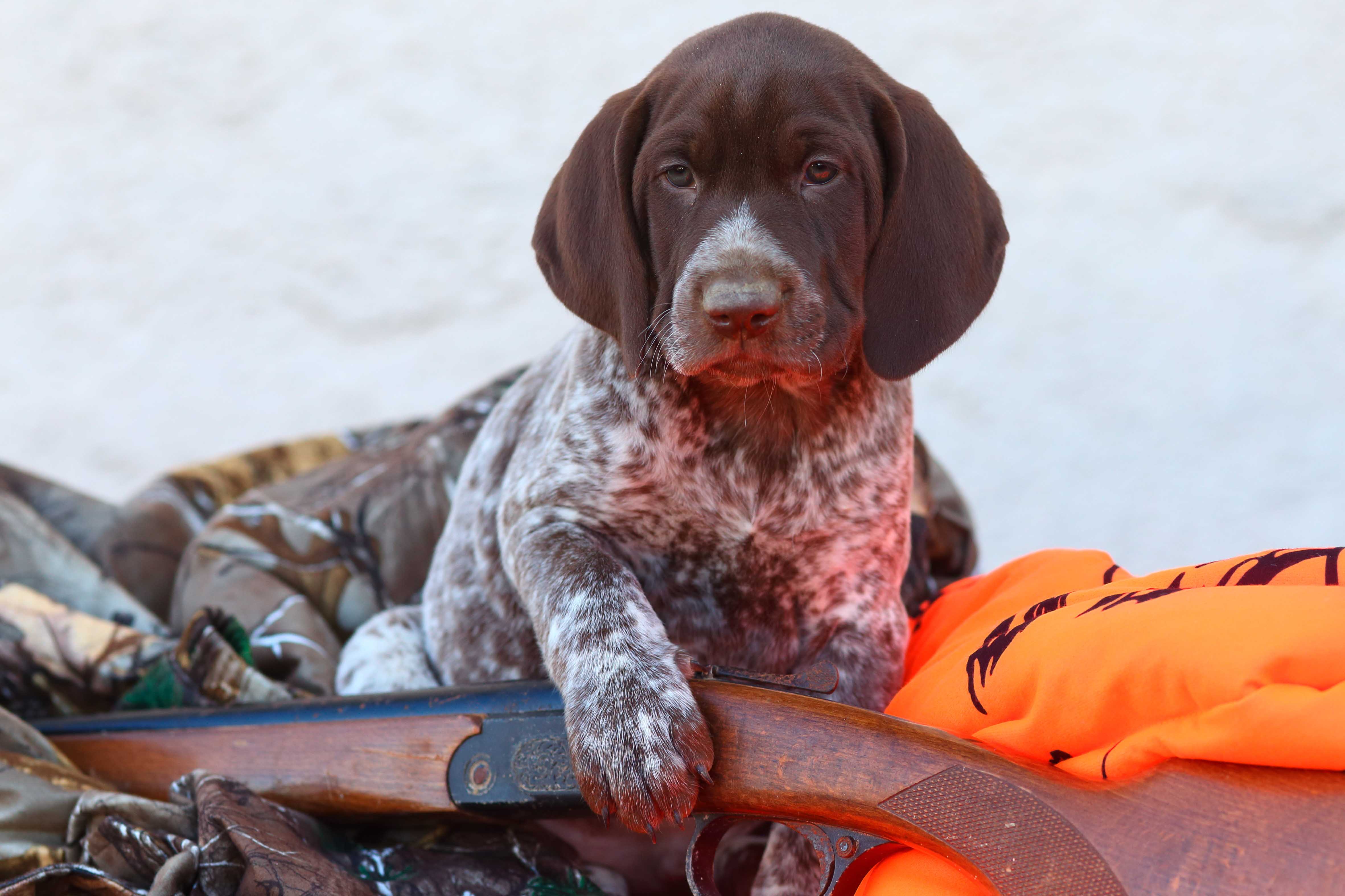 Hunting Dog Profile: The Beloved, Athletic German Shorthaired Pointer