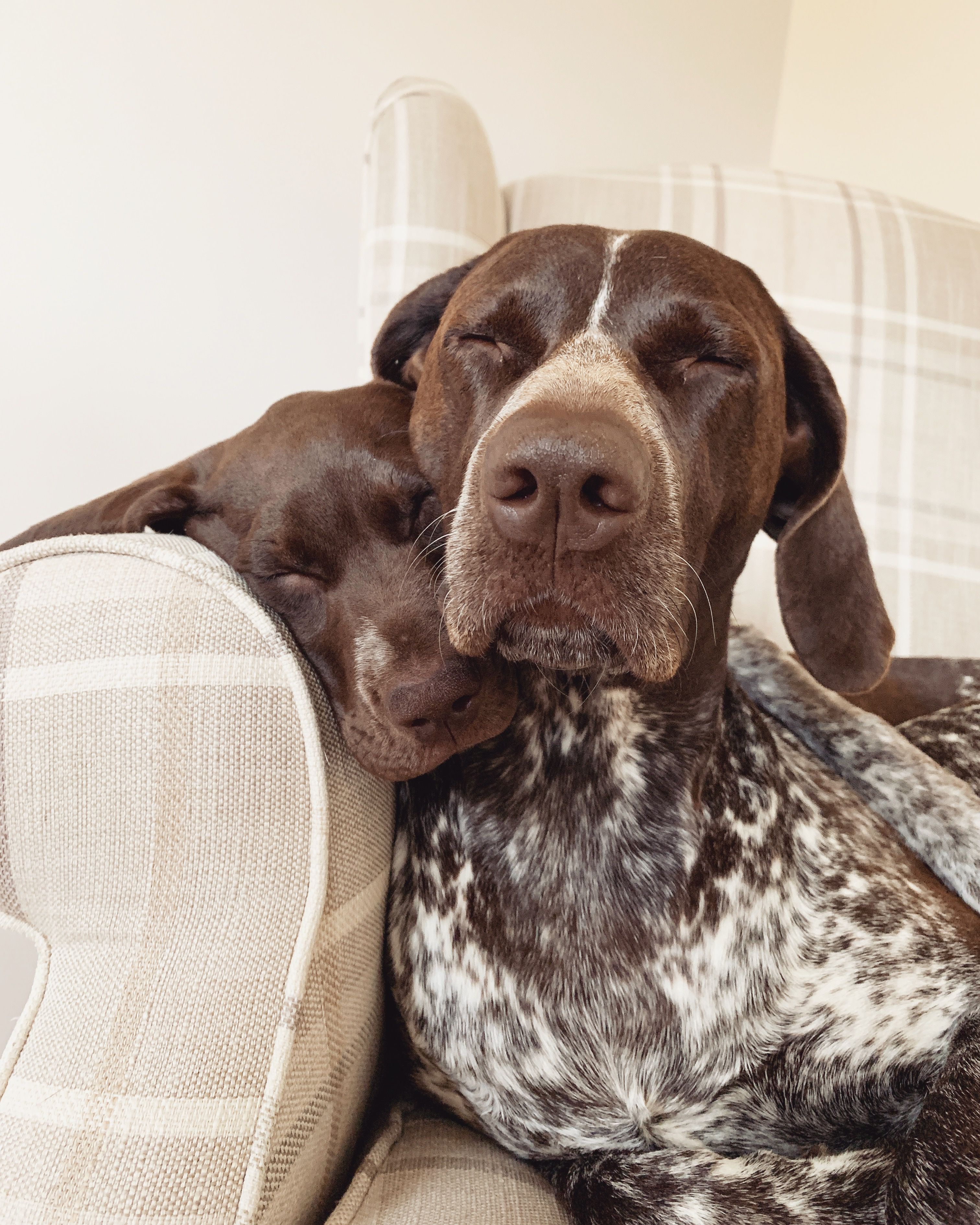 German Shorthaired Pointer & Winnie #gsp #germanshorthairedpointer #gsppuppy #germanshorthaire. Gsp puppies, Puppies, German shorthaired pointer dog