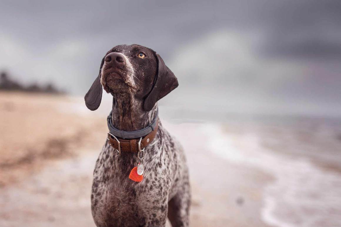 UPDATED! German Shorthaired Pointer: Breed of the Week