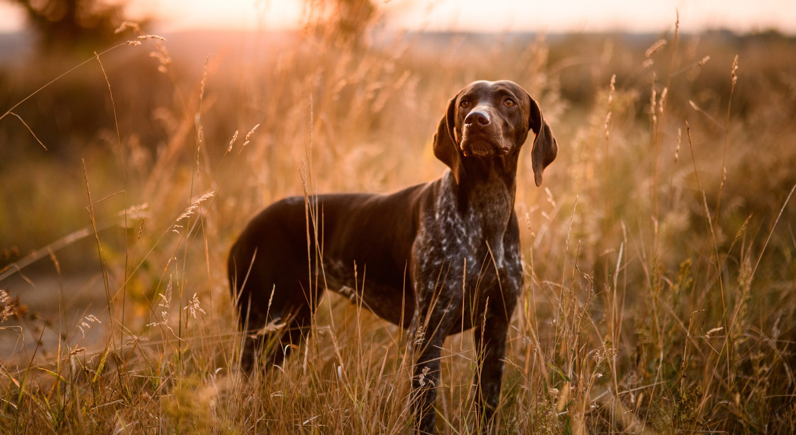of the Best Upland Hunting Breeds for New Dog Owners