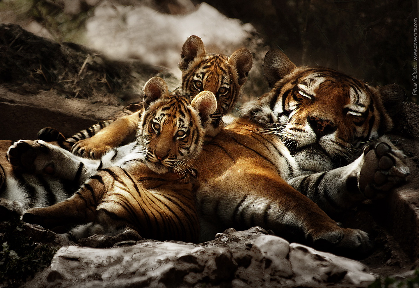 Photo Tigers Animals 1440x990