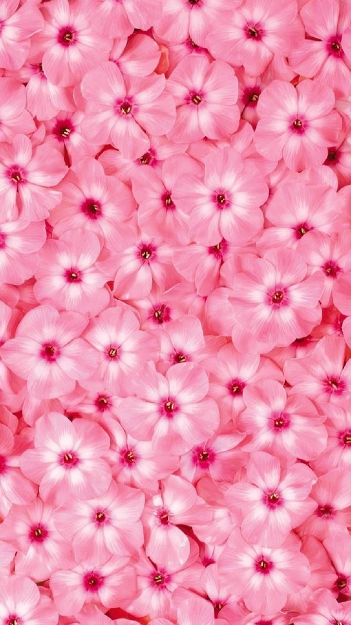Pink flowers wallpaper