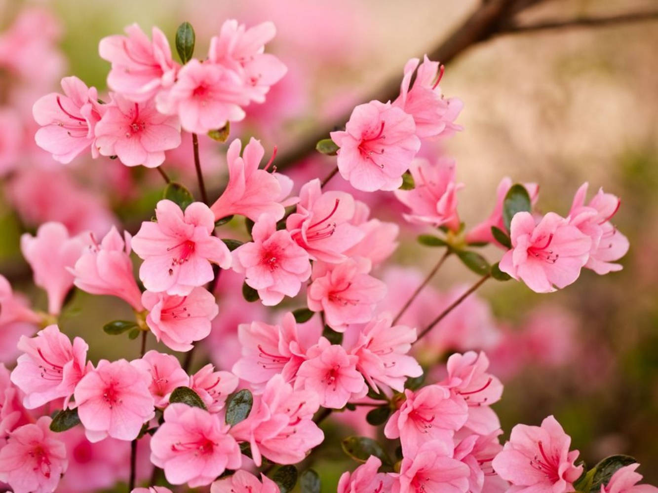 Pink Flowers Background