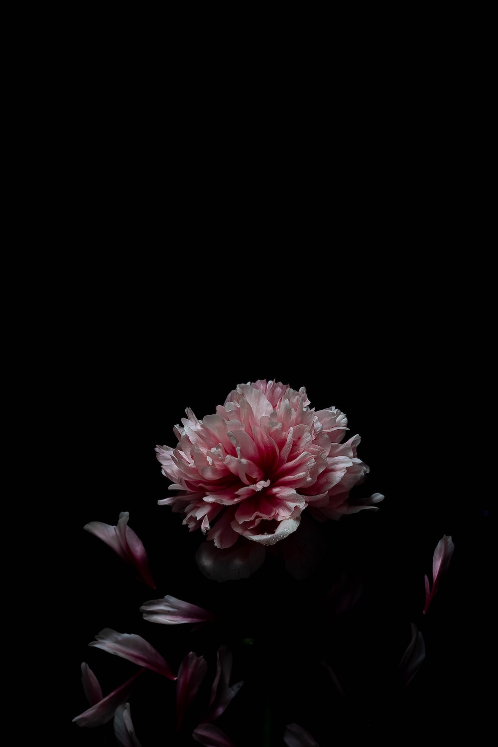 Pink flower in black background photo