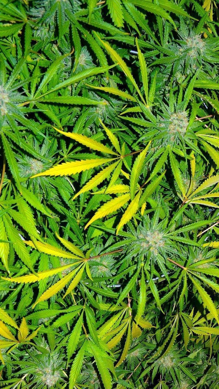 Weed leaves Wallpaper Download