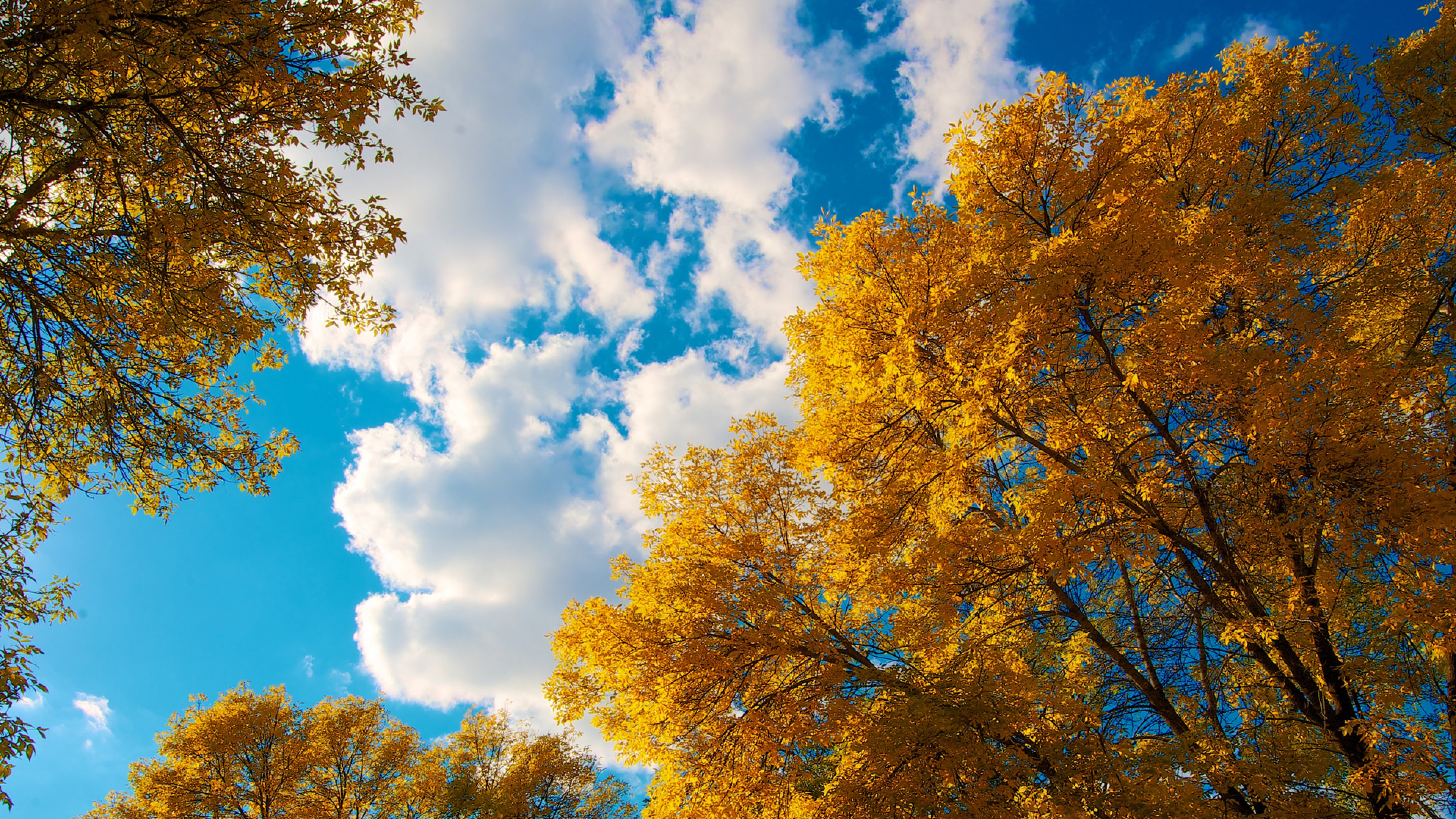 Trees Autumn Clouds Wallpaper, HD Nature