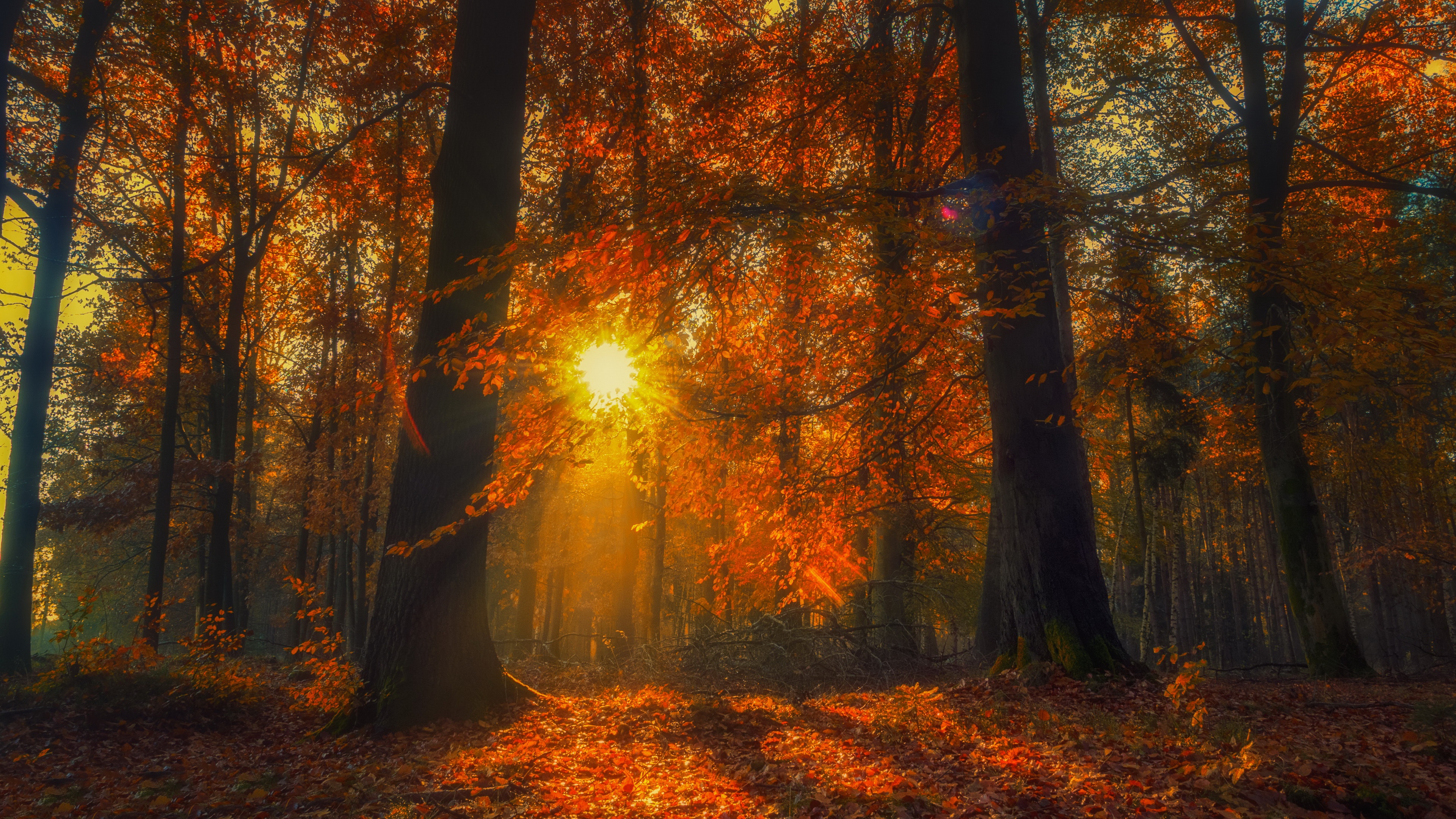 Nature Fall 4k Ultra HD Wallpaper