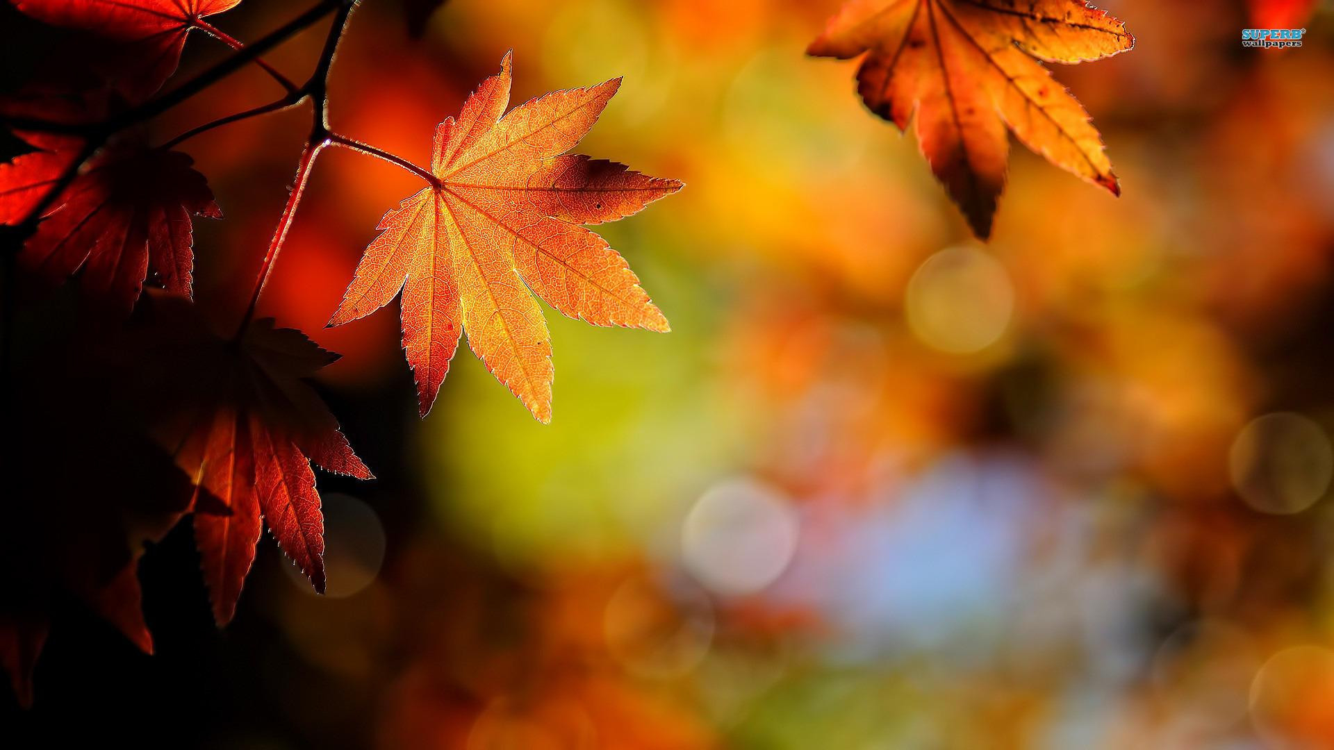 Autumn Leaf Wallpaper 1920x1080 55983