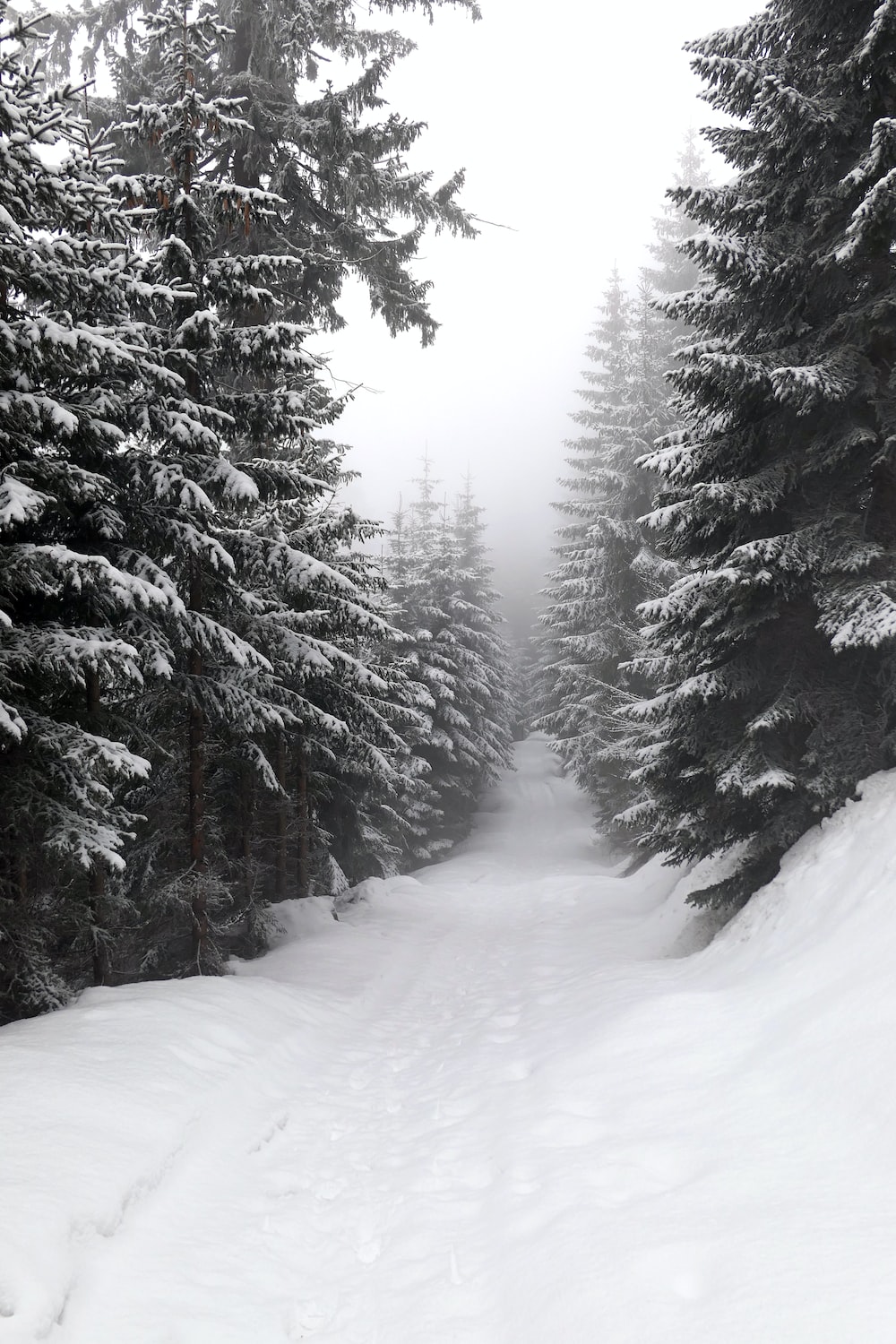 Snow Forest Picture. Download Free Image