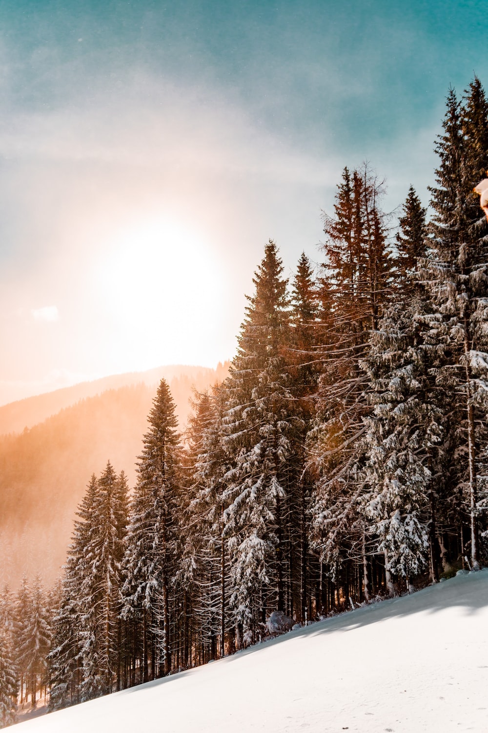 Snow Forest Picture. Download Free Image