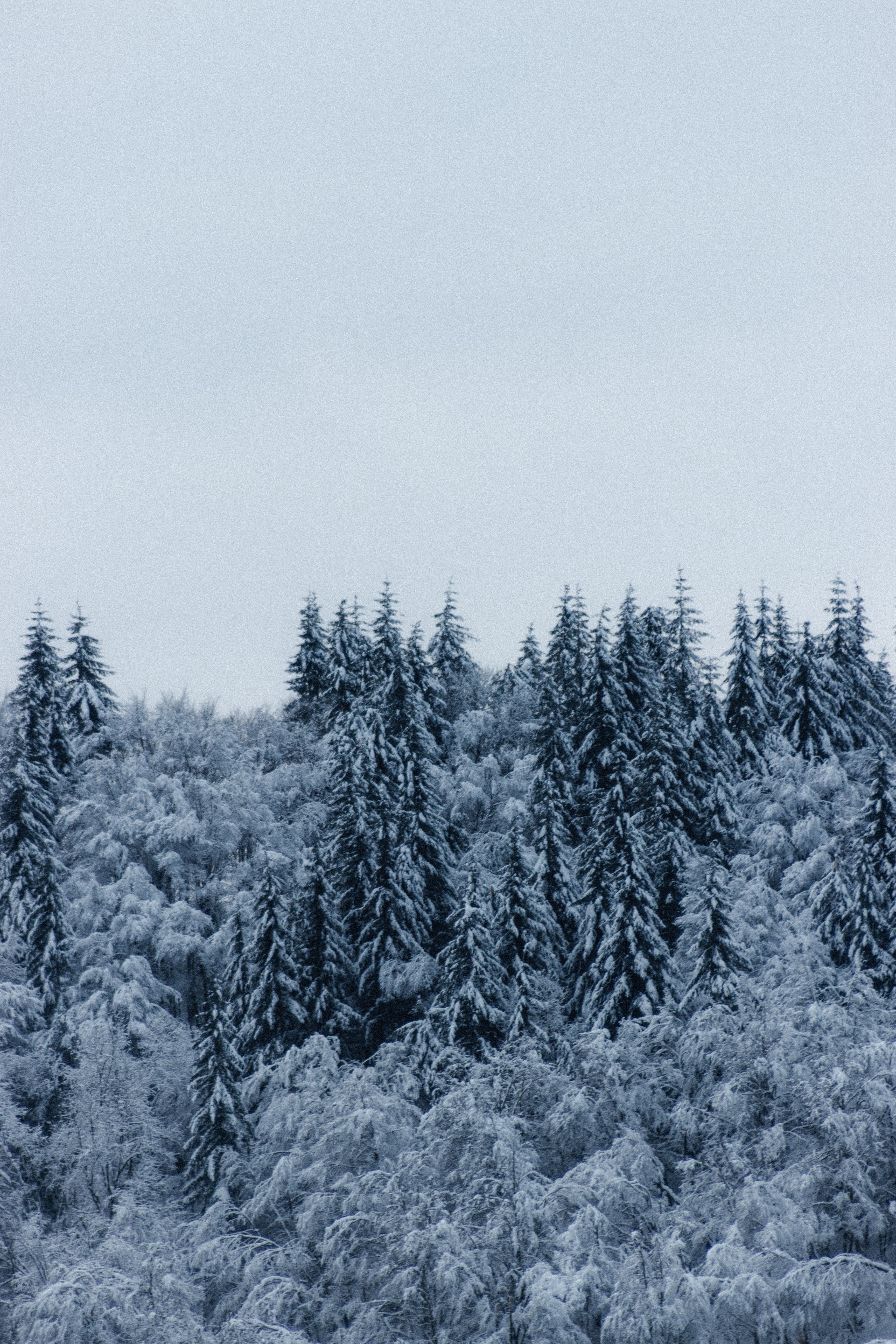 Snowy forest in winter forest · Free