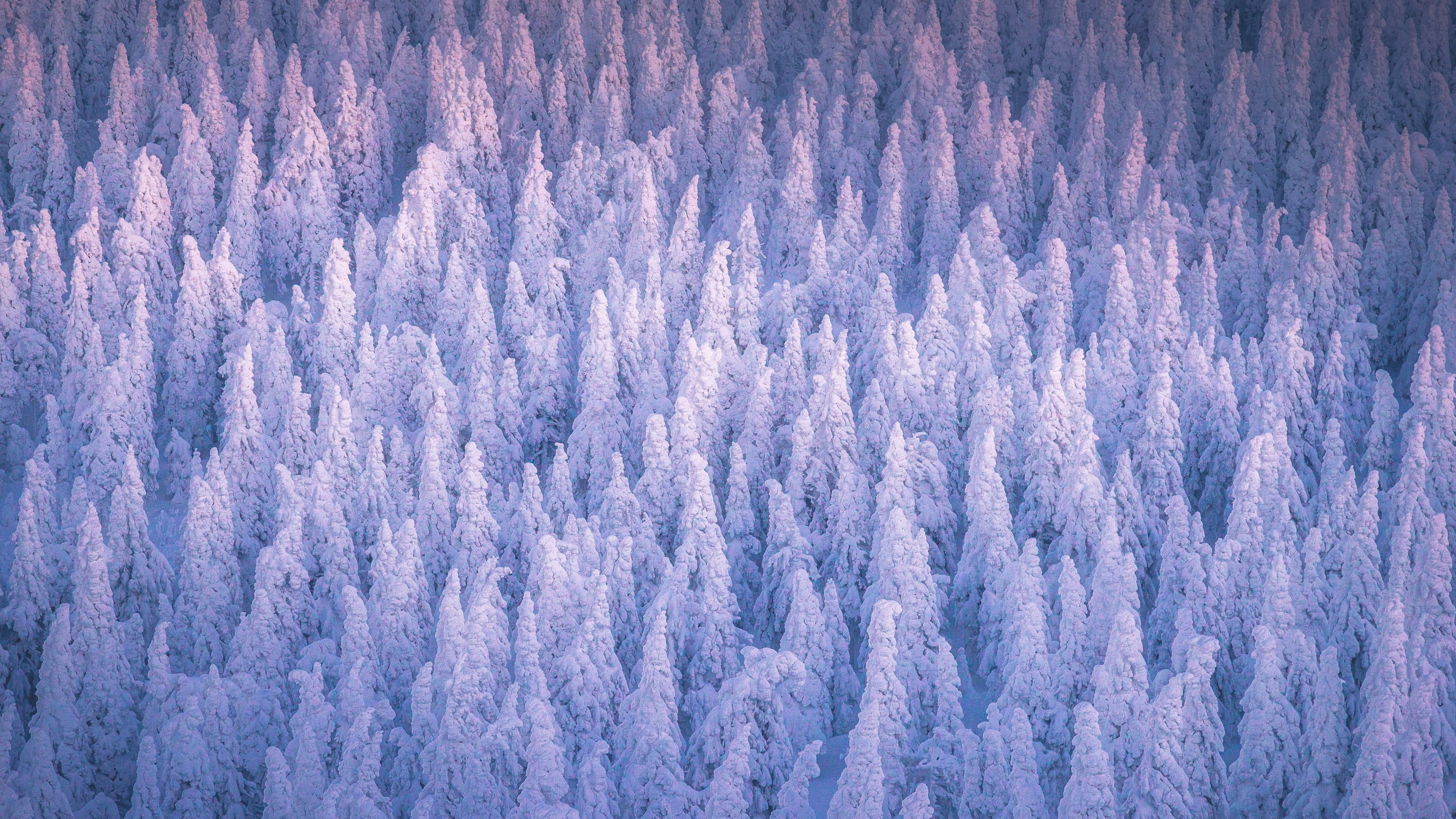 Snow Covered Forest 4K Wallpaper