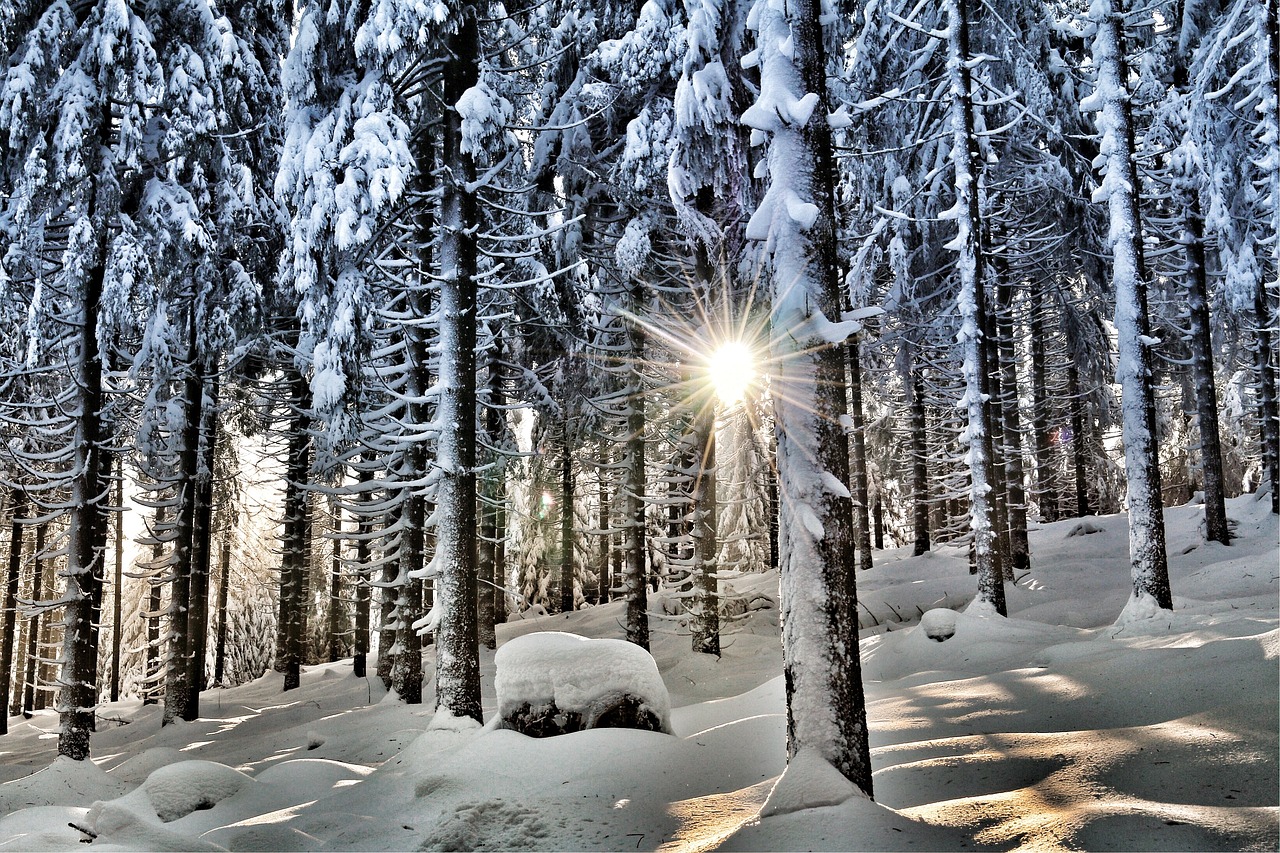 Winter Forest Snow